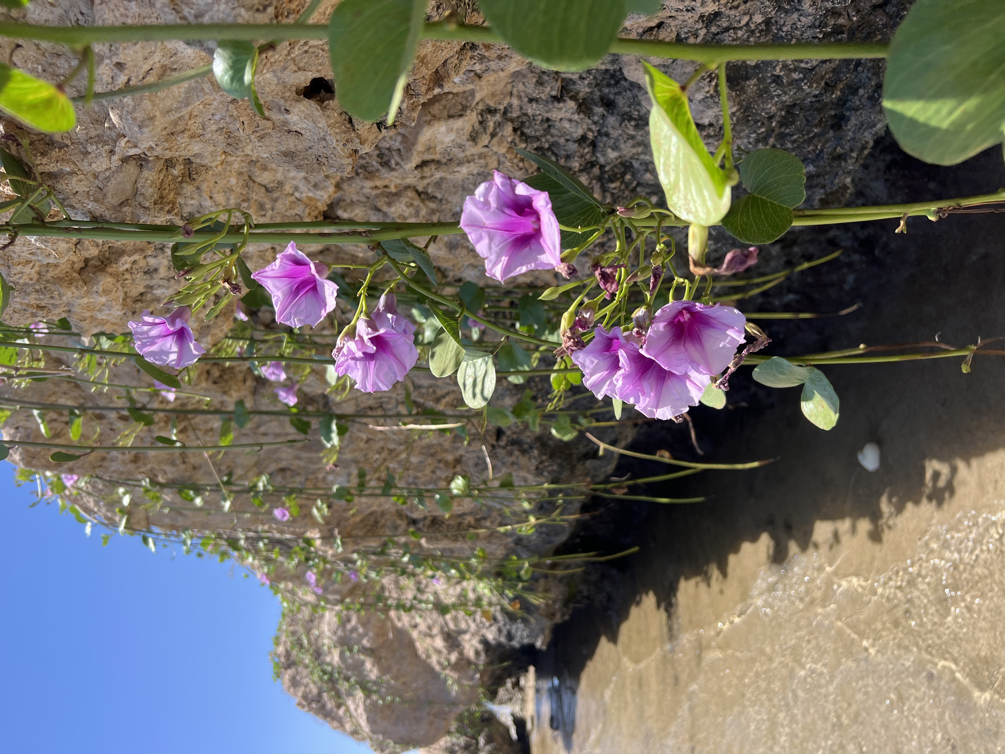 A close-up, eye-level shot captures a cluster of vibrant purple morning glory flowers cascading down a rough, textured rock face on a sunny day. The flowers, with their trumpet-shaped petals and darker magenta centers, are in various stages of bloom, some fully open and others still budding. Green vines with heart-shaped leaves twine around the rock, providing a lush contrast to the stone. In the background, a large, weathered rock formation is visible, with the gentle ebb and flow of clear, shallow water lapping at the sandy shore. The sky above is a brilliant, cloudless blue. The scene suggests a natural coastal environment, possibly along the shores of Sharm El Sheikh, Egypt, where such flora might thrive near the Red Sea. No people are present in the image.