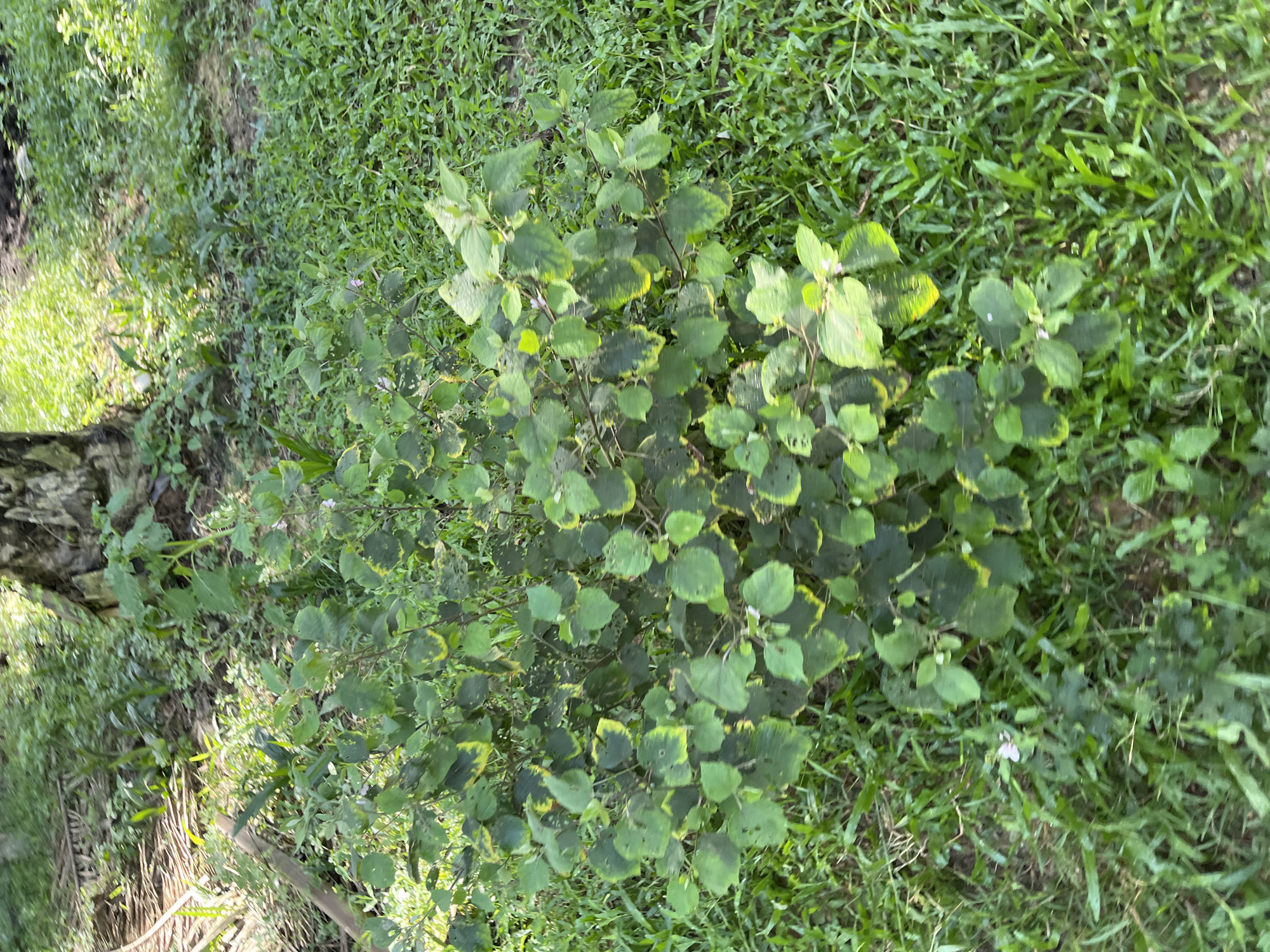 A bushy green plant with some yellowing leaves is centered in the frame, growing in a patch of green grass. The plant has small, oval leaves and appears to be in a natural outdoor setting. In the background, to the left, is a tree trunk, and beyond that, a patch of dry palm leaves. The ground is covered with a mix of grass and soil, suggesting a park or garden area in Sukajadi, Indonesia. There are no people or animals visible in the image. The lighting indicates it is daytime, with sunlight dappling through the foliage.