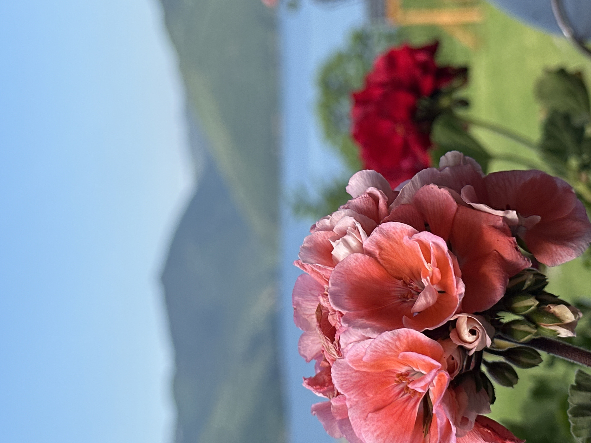 A close-up photograph depicts a vibrant cluster of coral-pink geranium flowers in sharp focus, dominating the lower and central foreground. The petals exhibit shades ranging from deep coral to lighter pink. Behind the flowers, a wide expanse of blurred blue water, consistent with the Kardzhali Reservoir, stretches across the mid-ground, located in Glavatartsi, Bulgaria. Beyond the water, a series of out-of-focus green mountains gently undulate, meeting a clear, light blue sky. To the right and slightly behind the primary floral subject, a blurred cluster of red flowers is visible above a patch of green grass. A faint, indistinct wooden structure is discernible in the distant right background. No individuals or specific actions are depicted within the scene.