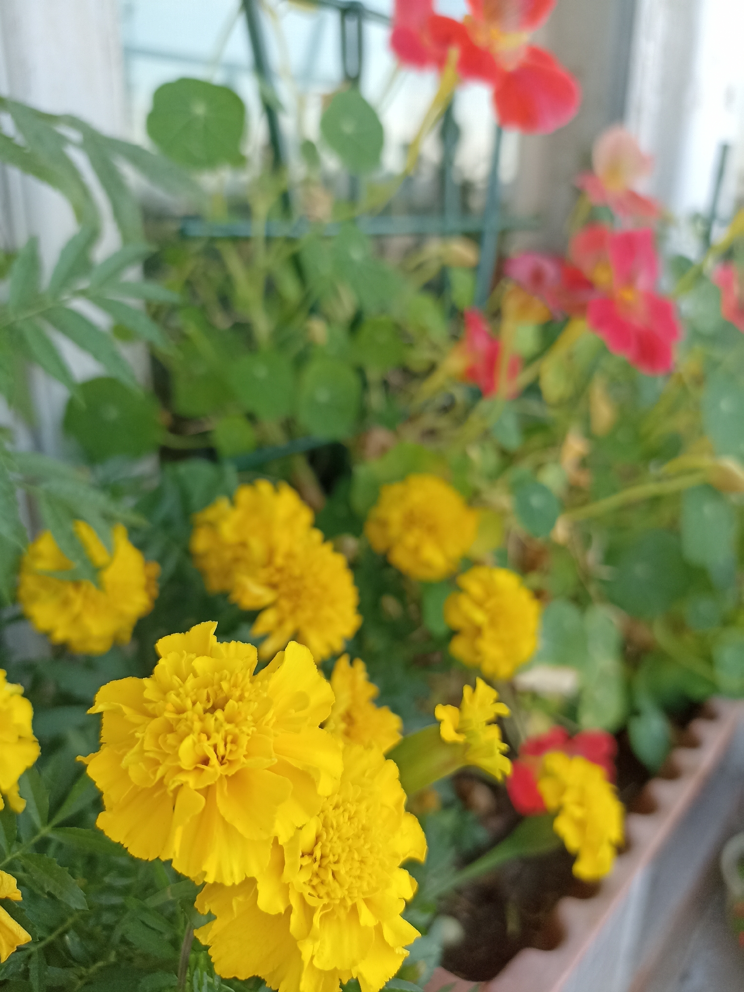 The image depicts a close-up view of yellow marigolds in a planter, with red flowers, likely nasturtiums, blurred in the background. The marigolds are vibrantly colored and their petals are densely layered. The planter is visible at the bottom right, appearing to be on a balcony or windowsill. Green foliage surrounds the flowers. The background is out of focus, suggesting a shallow depth of field. There are no people or animals visible in the image. The scene is set in an urban environment, possibly a balcony in Novosibirsk, Russia, given the context provided.