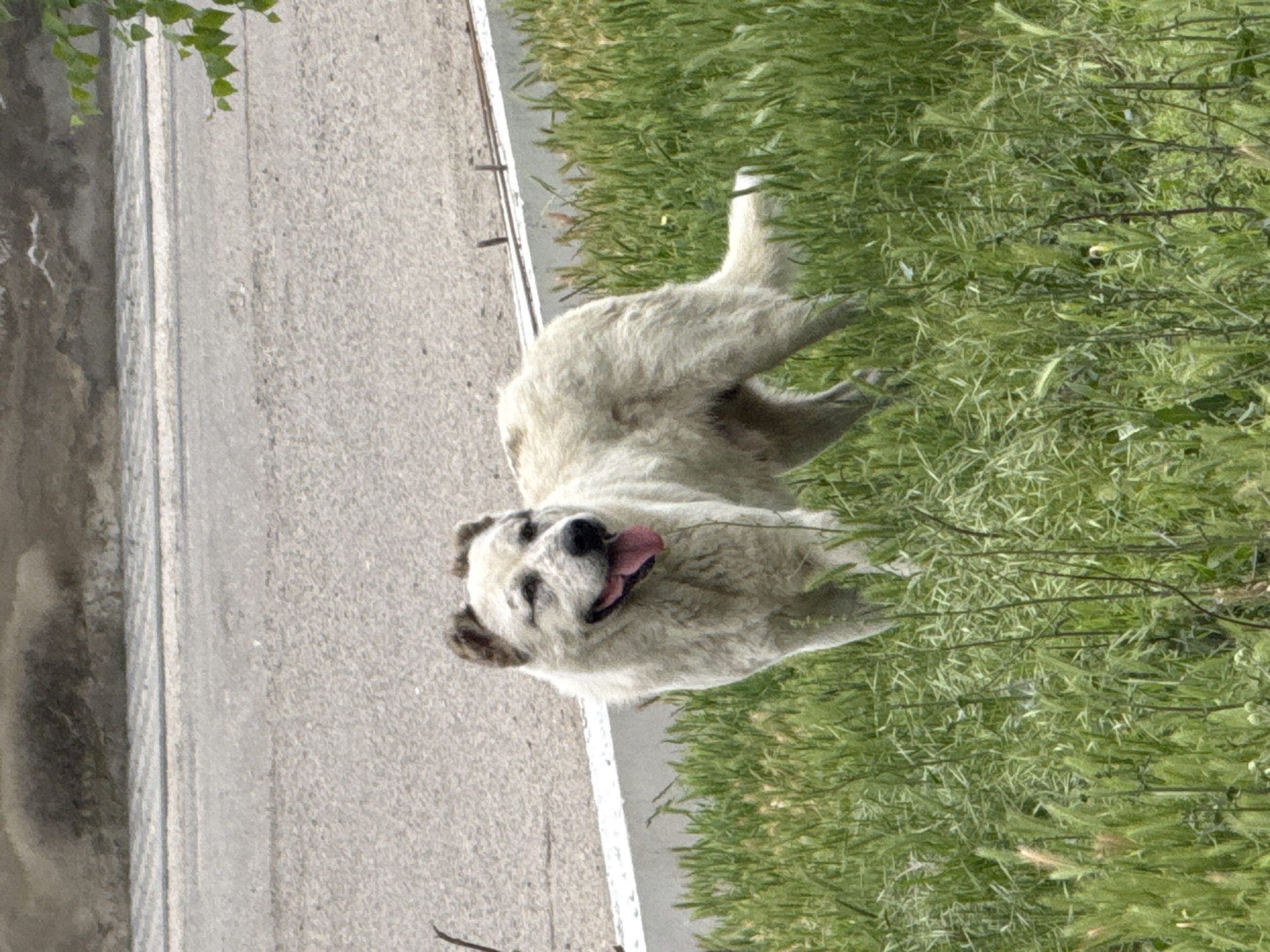 A fluffy, light-colored dog with dark markings around its ears and eyes stands in a patch of green grass. The dog is facing the right side of the frame, with its mouth open and tongue out, appearing to pant. Behind the dog, a gray concrete curb runs horizontally across the image, separating the grass from a paved area that appears to be a road. The road surface is a light gray color with some texture. In the background, a slightly lighter gray, textured wall or embankment is visible. A few small green leaves are hanging from the top right corner of the image. The scene is outdoors, with natural light.