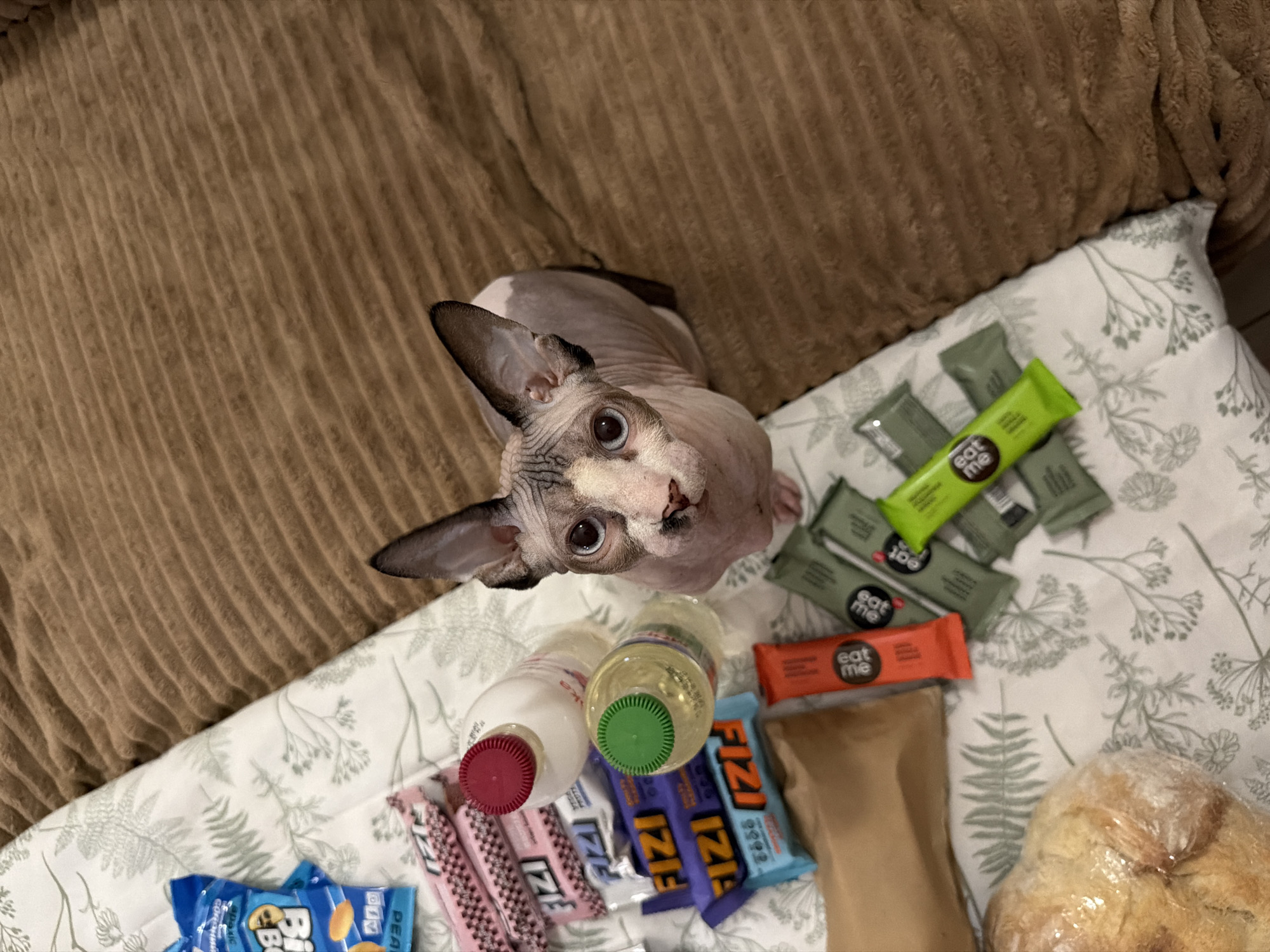 A Sphynx cat with light skin and dark markings is seated on a brown corduroy blanket. The cat is looking directly at the camera. To its left, on a white cloth with a botanical print, are several food items. These include a blue packet labeled "BIG BOB", pink and purple snack bars labeled "FIZI", a brown paper bag, and a loaf of bread wrapped in plastic. Also present are two bottles, one with a red cap and the other with a green cap, filled with liquid. Additionally, there are several small, individually wrapped snack bars, some orange labeled "eat me" and others green. The scene is indoors, likely on a bed or sofa.