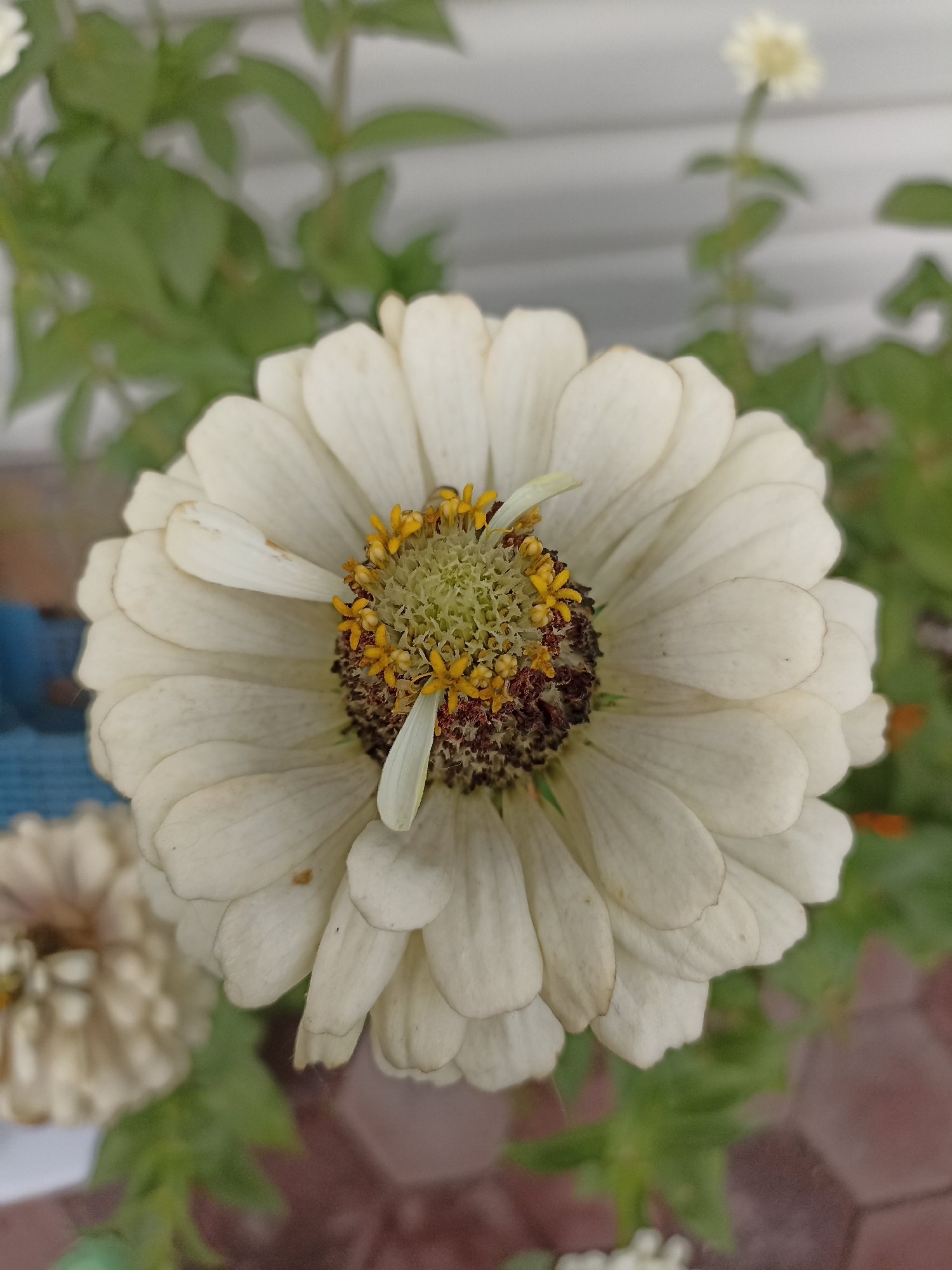 In Mochische, Russia, a close-up, vertical, eye-level shot focuses on a white zinnia flower in full bloom. The petals are a creamy white, some showing slight browning or damage, and they radiate outwards from a central disk. The center of the flower is a complex arrangement of pale green pistils and yellow stamens, with some brown coloration. A single white petal is detached and rests atop the center. In the background, out-of-focus green foliage is visible, along with a white, horizontal-slatted structure that suggests a fence or building wall. To the lower left, another white zinnia, partially visible and out of focus, suggests a garden setting. The ground beneath the flowers appears to be paved with reddish-brown hexagonal tiles. The lighting is natural, casting soft shadows and highlighting the textures of the petals and the flower's center.