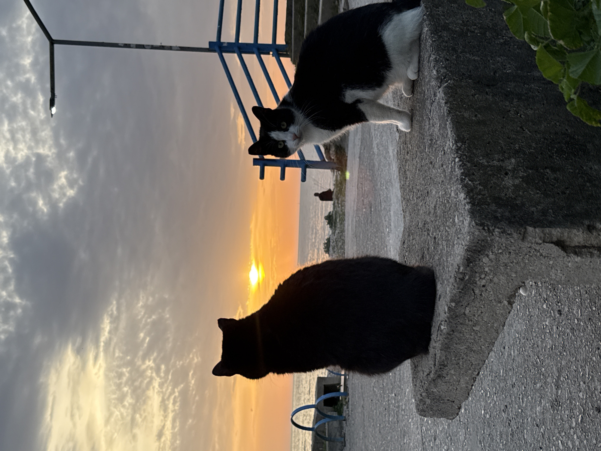 The image, captured in a portrait orientation but depicting a horizontal scene, showcases a serene sunset at a waterfront location in Bar, Montenegro, featuring two cats.
On the right side of the frame, a black and white cat with piercing green eyes is perched on a raised concrete ledge, looking directly towards the viewer. On the left, an all-black cat sits on the lower concrete ground, its dark silhouette sharply defined against the vibrant orange and yellow glow of the setting sun. This cat is gazing towards the horizon, where the sun meets the calm waters of the sea.
The sky above is filled with soft, textured clouds, gradually transitioning from warm sunset colors near the horizon to cooler greys and whites higher up. A blue metal railing or fence stretches across the mid-ground, separating the concrete promenade from the water. In the distance, a faint human figure is visible near the water's edge, possibly engaged in fishing. A tall metal pole with a street light extends into the sky from the far left. A small amount of green foliage is visible in the top right corner. The overall scene evokes a peaceful and tranquil atmosphere at dusk by the sea. No discernible text is visible on any objects or surfaces.