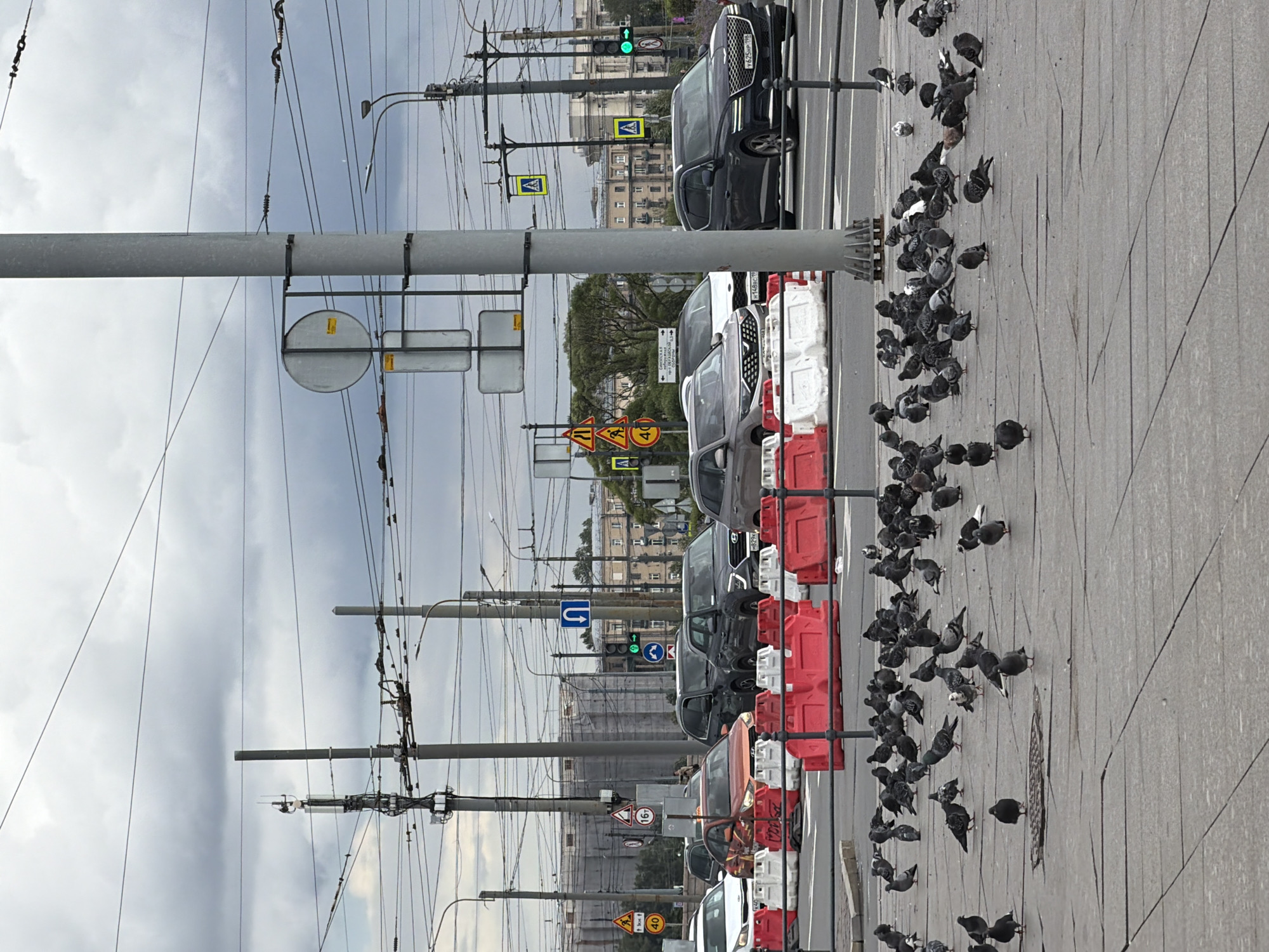The image depicts a street scene in Saint Petersburg, Russia, characterized by a large flock of pigeons gathered on a grey, paved sidewalk. The pigeons are the primary subjects, engaged in foraging or resting. In the background, a street with several cars, including a black SUV and other vehicles, is visible. Traffic lights and various road signs, such as pedestrian crossings and speed limit indicators (one showing "40"), are present, suggesting an urban environment. Overhead, a complex network of power lines and trolleybus wires crisscrosses the sky, a common sight in Saint Petersburg. The sky is overcast with clouds, indicating potentially dull or rainy weather, typical of the city's climate. A large, grey, cylindrical object, likely a utility pole or part of street infrastructure, dominates the left side of the frame. Red and white construction barriers are also visible along the edge of the sidewalk. The overall impression is one of a bustling urban streetscape momentarily populated by a significant number of pigeons. There is no discernible text on the pigeons or the immediate environment, but some of the road signs might contain text or numbers, like the "40" on a circular sign.