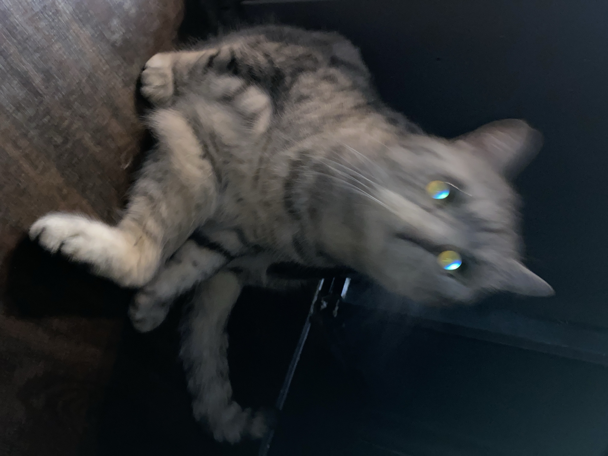 A gray tabby cat is lying on a dark brown wooden surface and a dark blue surface. The cat is in a twisted position with its head angled downward. The cat's eyes reflect a bright yellow light. The location is unknown and there is no information to indicate it is in Chaikovsky, Russia.