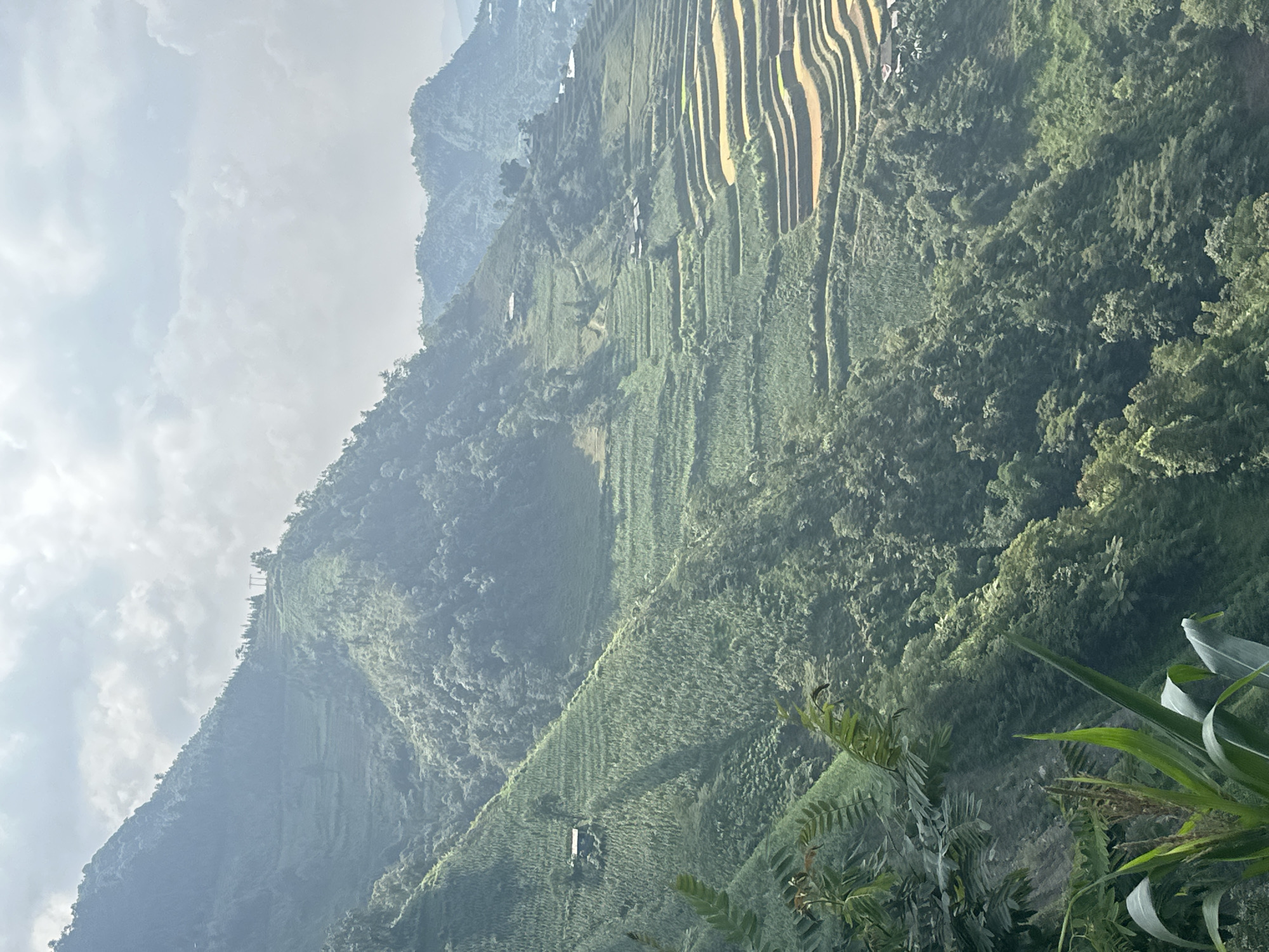 The image depicts terraced fields carved into the hillside in Mậu Duệ Commune, Vietnam. The fields are a mix of green vegetation and sections with a yellow hue, likely indicating different stages of growth or types of crops. The landscape is dominated by the steep, mountainous terrain covered in dense foliage. In the foreground, plants with broad, green leaves are visible. The sky is overcast.