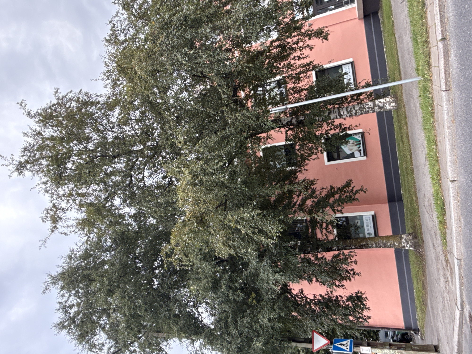 This is a medium-shot, eye-level, exterior photograph of a building in Tallinn, Estonia, on a cloudy day. The building has a coral-pink facade and a dark gray base. It features several white-framed windows, some of which display posters with images of animals. The building is partially obscured by the dense foliage of two large trees with light-colored, textured bark and green leaves. A sidewalk runs along the front of the building, with a strip of grass separating it from the street. A metal pole, a traffic sign depicting a pedestrian crossing, and a triangular yield sign are visible on the left side of the image. A dark-colored vehicle is parked behind the trees on the far left. The sky is overcast with gray clouds.
