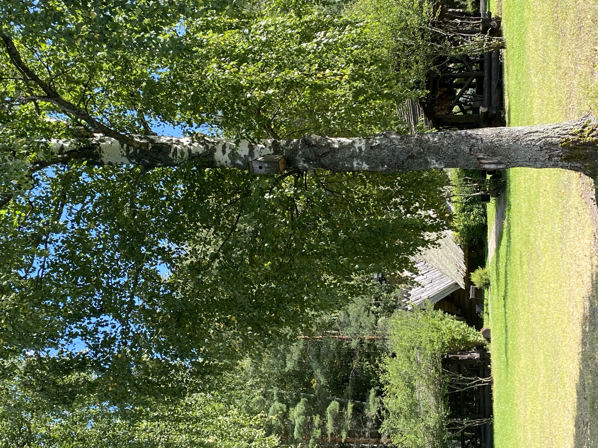 The image captures a scene in Chulis, Russia, featuring a prominent birch tree with a birdhouse attached to its trunk. The tree is situated in the foreground, its leaves creating a canopy against a bright blue sky. In the background, several wooden structures with thatched roofs are visible, surrounded by lush greenery and grass. The architecture suggests traditional Russian style, possibly part of a historical or cultural complex. The overall ambiance is peaceful and natural, with no people or animals present in the frame.
