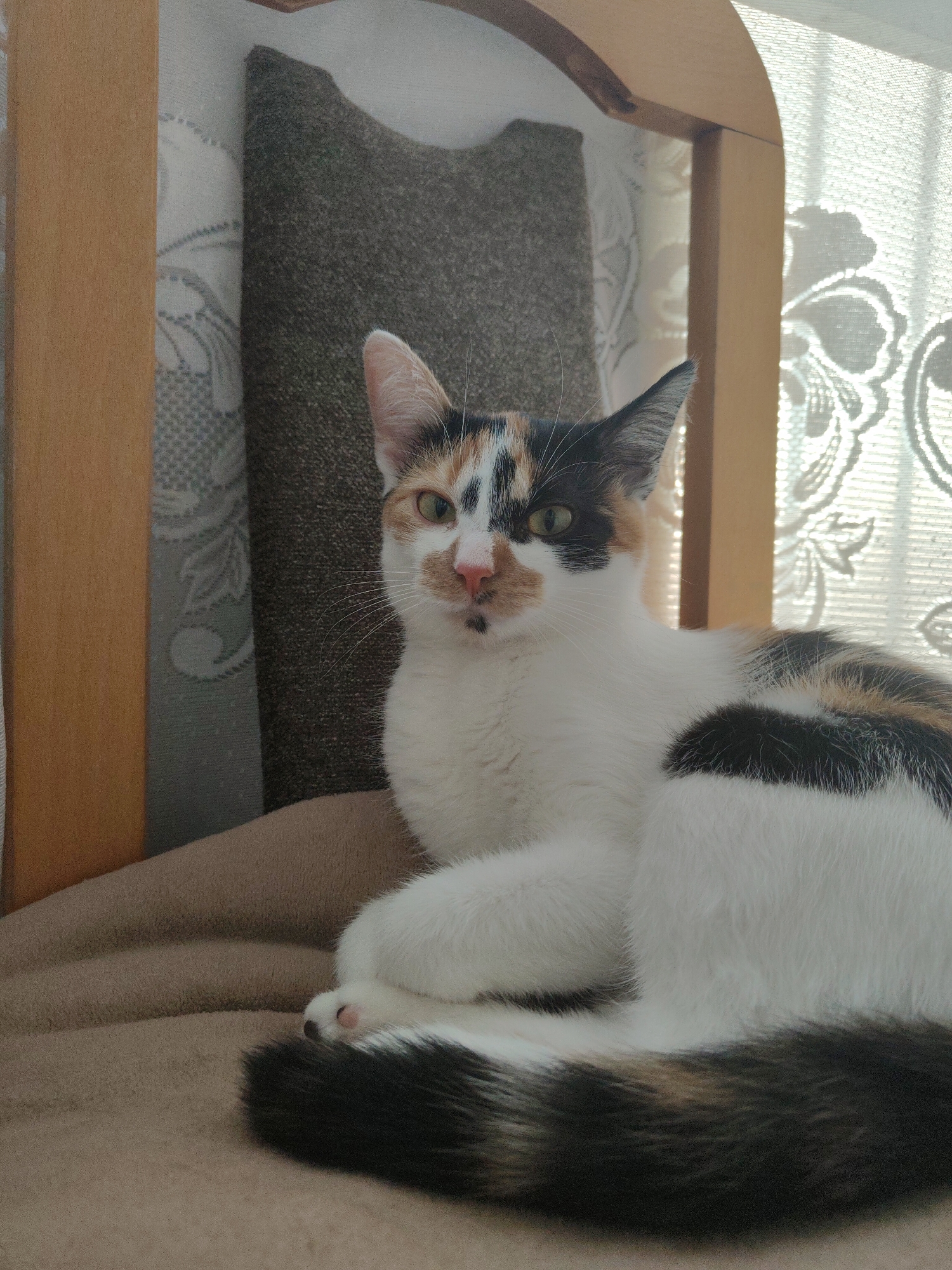 A calico cat is resting on a beige blanket, with its hindquarters and tail visible on the right side of the frame. The cat's head is turned to the left, with its body partially obscured by its paws. The background features a window with lace curtains, a wooden chair, and a scratching post. The scene appears to be indoors, likely in a residential setting in Nowy Dwór Mazowiecki, Poland.