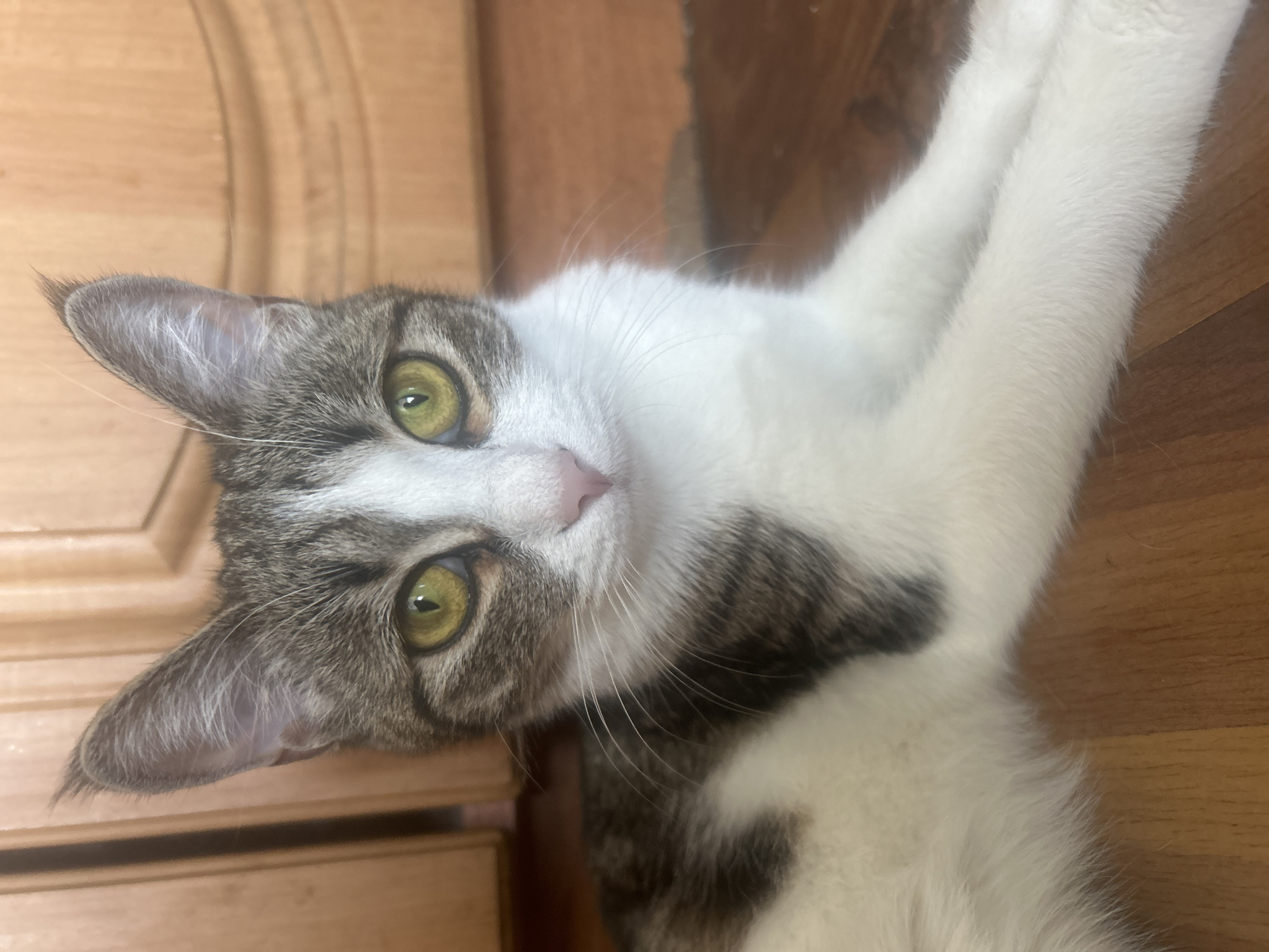 A tabby and white cat with bright green eyes is lying on a wooden floor. The cat's head is turned towards the camera, and its ears are perked up. The background is blurred, but appears to be a room with wooden cabinets. The image does not provide any information about the location in the city of Almaty, Kazakhstan.