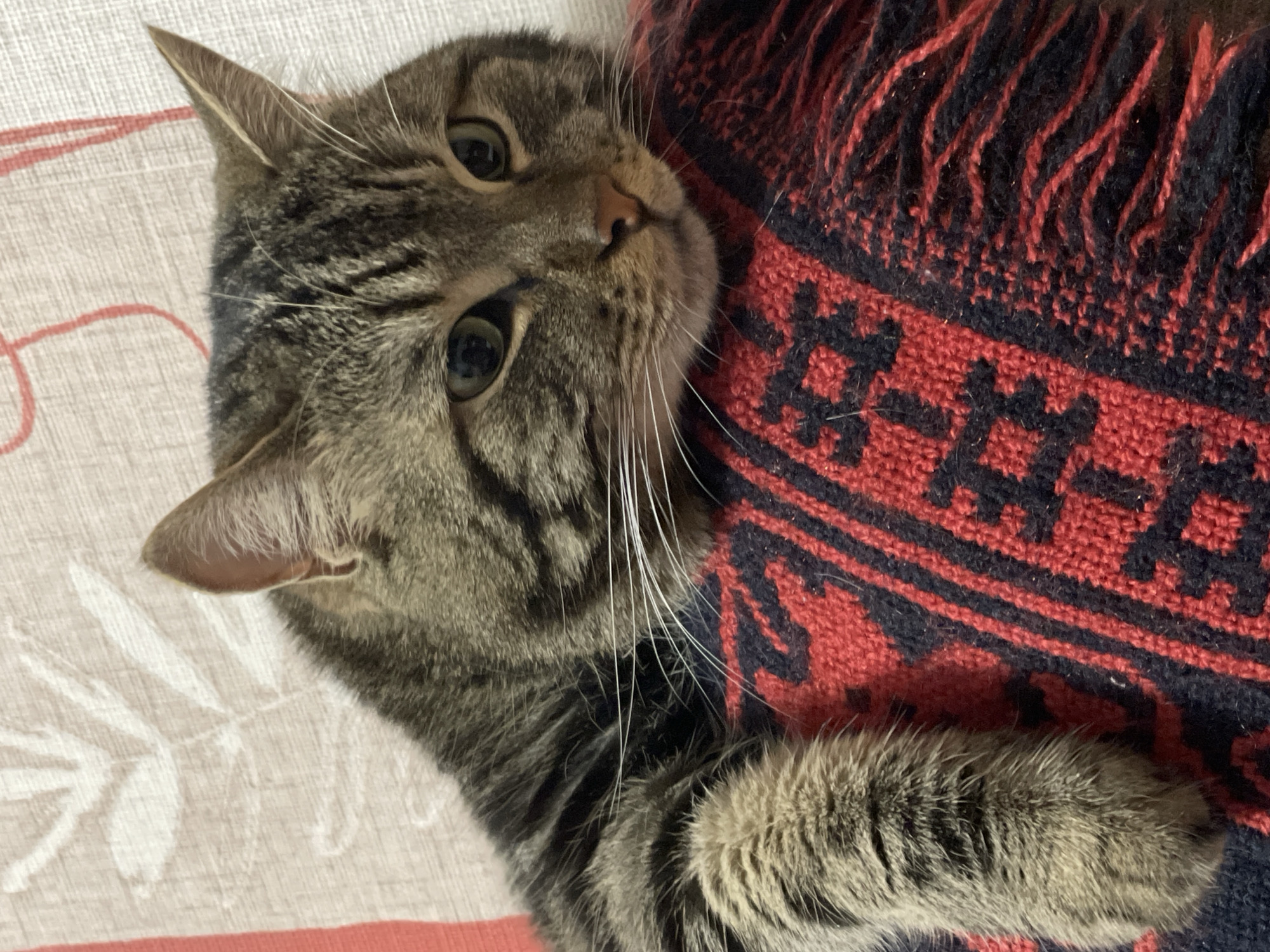 A close-up, eye-level shot focuses on a tabby cat resting its front paws on a red and black woven blanket. The cat's head is turned to the right, with its green eyes looking slightly downwards. Its fur is a mix of brown, black, and grey stripes. White whiskers fan out from its snout. The blanket has a patterned design with geometric shapes in black and red, and a fringed edge is visible on the right side of the frame. The background is out of focus, showing a light-colored fabric with a subtle floral pattern and a hint of red trim. There is no indication of the city of Cherkasy, Ukraine, or any specific location within it in this image.