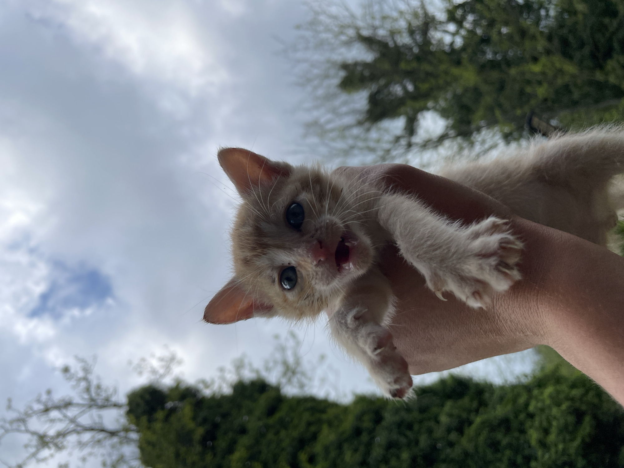 A person is holding a small, light orange kitten in their hand. The kitten has blue eyes, an open mouth, and its claws are visible. The background consists of a partly cloudy sky and blurry green foliage, potentially from trees or bushes. The image appears to be taken from a low angle, looking up at the person holding the kitten. The location is not discernible from the given image and cannot be linked to Zlatograd, Bulgaria.