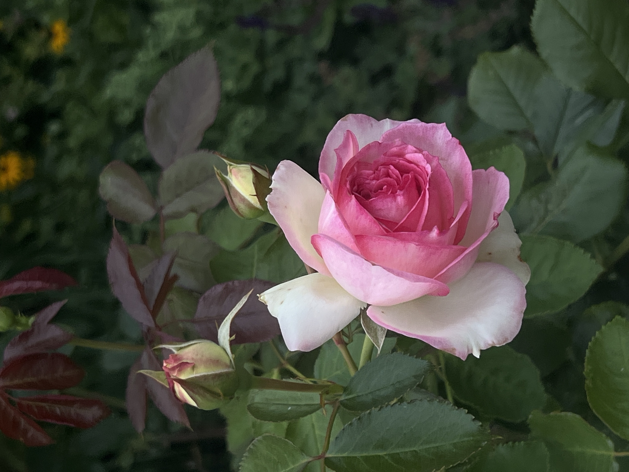 This is a close-up, vertical, eye-level shot of a pink and white rose in bloom, with two rosebuds and dark green foliage in the background. The rose is in focus, with its petals showing a gradient from white at the edges to a vibrant pink in the center. The rosebuds are positioned above and to the left of the main bloom. The foliage, some of which is a deep reddish-brown, creates a soft, blurred background, suggesting an outdoor garden setting. There are hints of yellow flowers and darker purple elements in the distant background. The lighting is natural, and the overall mood is serene and naturalistic. This image was taken in Moosburg, Germany.