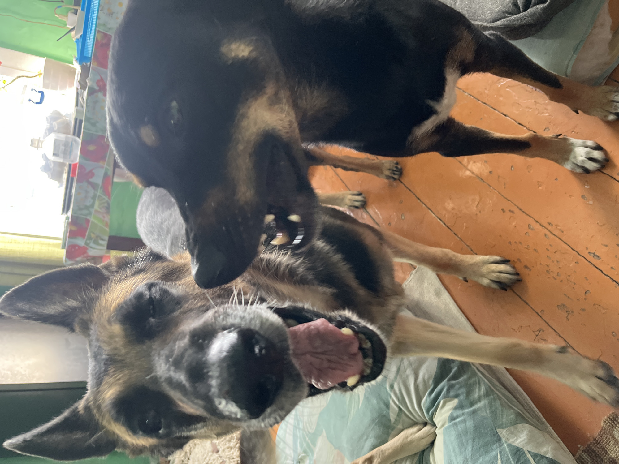 In Nizhny Tagil, Russia, two dogs are captured in a close-up indoor shot on a wooden floor. The dog in the foreground, a German Shepherd, is looking directly at the camera with its mouth open, revealing its tongue and teeth. Its left eye is partially closed. The second dog, a darker breed, is positioned to the right and slightly behind the German Shepherd, also facing the camera, with its teeth bared. Both dogs are standing, and parts of their bodies are obscured by the frame. The background shows hints of a domestic environment with furniture and objects on a table near a window. The lighting suggests an indoor setting.