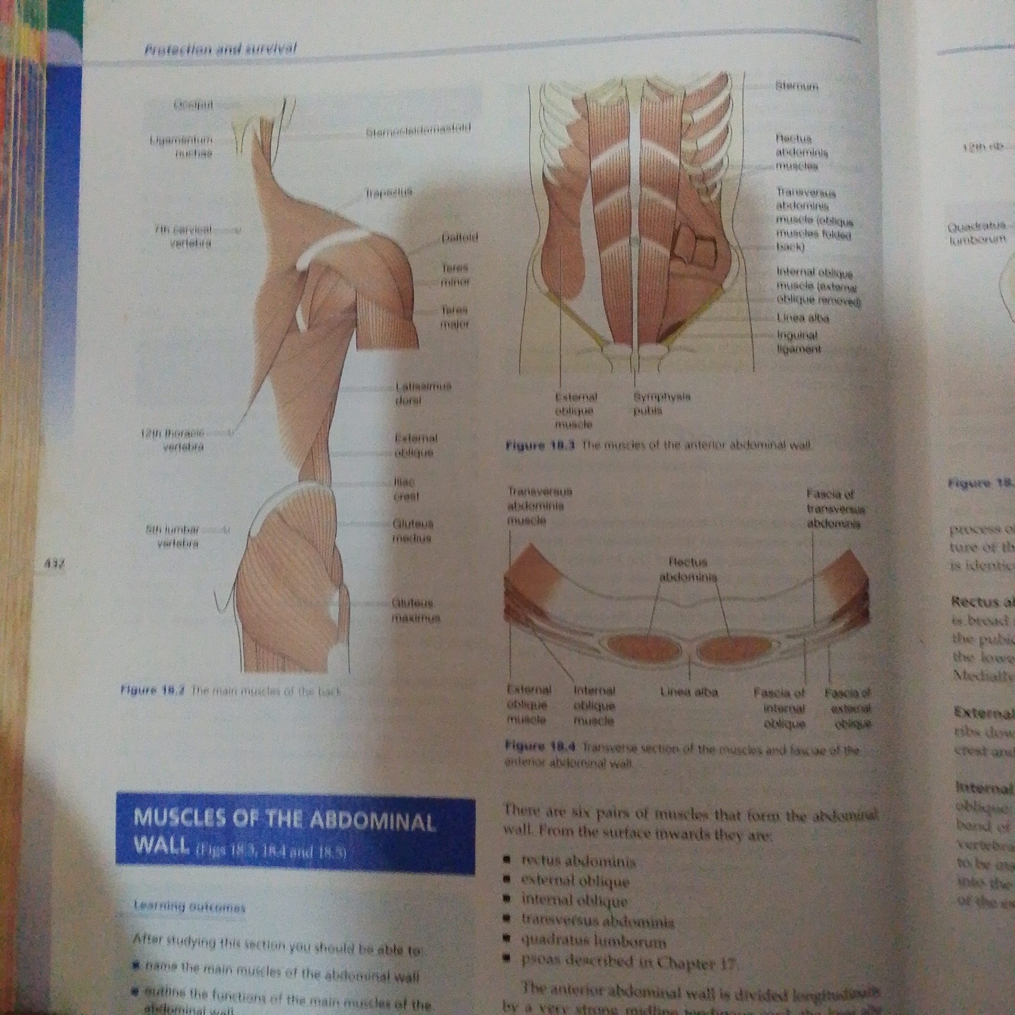 The image displays anatomical illustrations of human musculature, specifically focusing on the back and abdominal wall. The illustrations are presented in a textbook or educational material format, with labels and captions. There are no people, actions, interactions, or environmental elements related to Jalingo, Nigeria, or any specific city. The image is purely a collection of scientific diagrams.