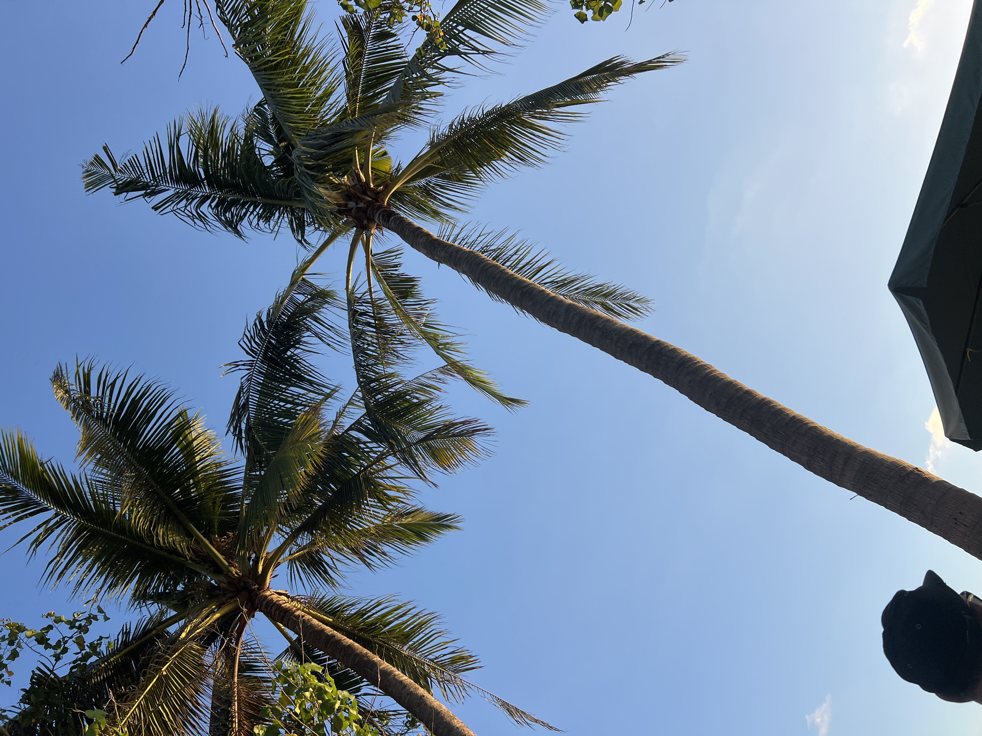 In Kuta, Indonesia, two tall palm trees with lush green fronds dominate the clear blue sky. The tree on the left is positioned in the upper left corner of the frame, with its trunk angled upwards. The tree on the right is more centrally located, its trunk extending from the bottom right towards the top center of the image. In the foreground, the silhouette of a person wearing a black baseball cap is visible on the left, looking up at the palm trees. Below the rightmost palm tree, the dark green peak of a tent or canopy is visible. The scene captures a tropical outdoor setting bathed in natural light.