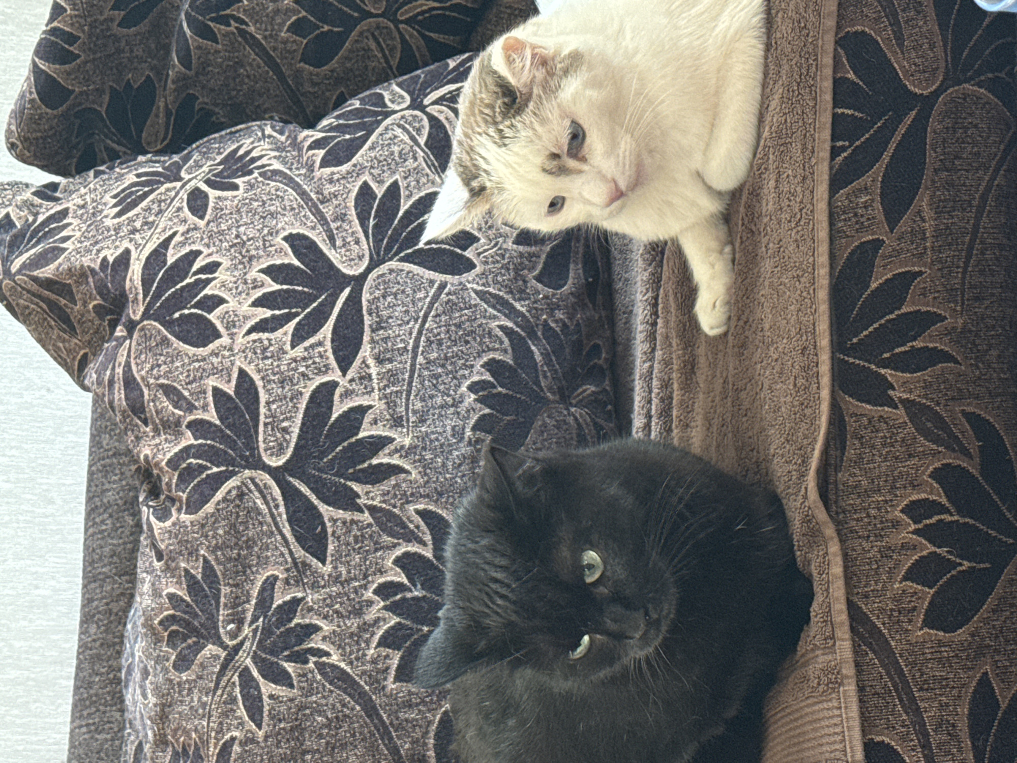 In an indoor setting, possibly a living room in Bishkek City, Kyrgyzstan, two domestic cats are the subjects of the image. A black cat with green eyes is positioned on the left side of the frame, facing slightly to the right. To its right, a white cat with grey markings and blue eyes is lying down, looking towards the left. Both cats are resting on a brown textured surface, which appears to be a couch or sofa. Behind the cats, there are patterned pillows, predominantly in shades of brown and dark floral designs. The background is a plain, light-colored wall. The lighting suggests an ambient indoor light source.