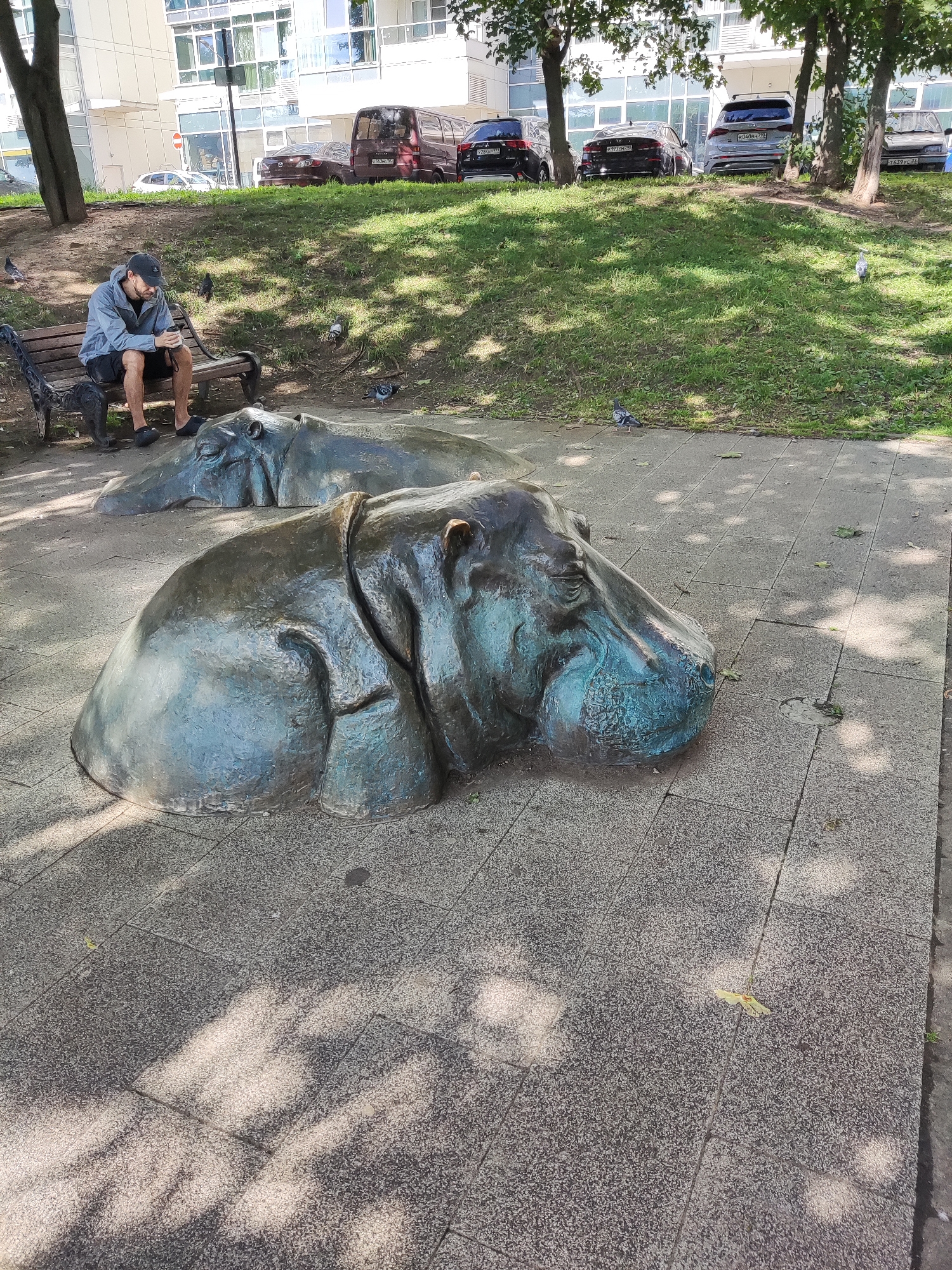 An outdoor shot, captured on a sunny day in Khimki, Russia, features two large bronze hippopotamus sculptures in the foreground, positioned on a paved walkway. One sculpture, in the immediate foreground, is viewed from a low angle, emphasizing its textured surface and the patina of age. Behind it, another hippo sculpture lies partially visible. To the left, a man wearing a gray hoodie, a black baseball cap, and dark shorts sits on a park bench, holding a cup. He is facing the sculptures, with his legs crossed. The bench has an ornate cast-iron design. Pigeons are scattered around the scene, with some on the grass and others near the bench. The background shows a grassy embankment with several parked cars, including a maroon minivan, a dark sedan, and a silver SUV. Beyond the cars, a modern, multi-story building with large windows is visible, suggesting an urban setting. Trees with green foliage cast dappled shadows across the walkway and grass.