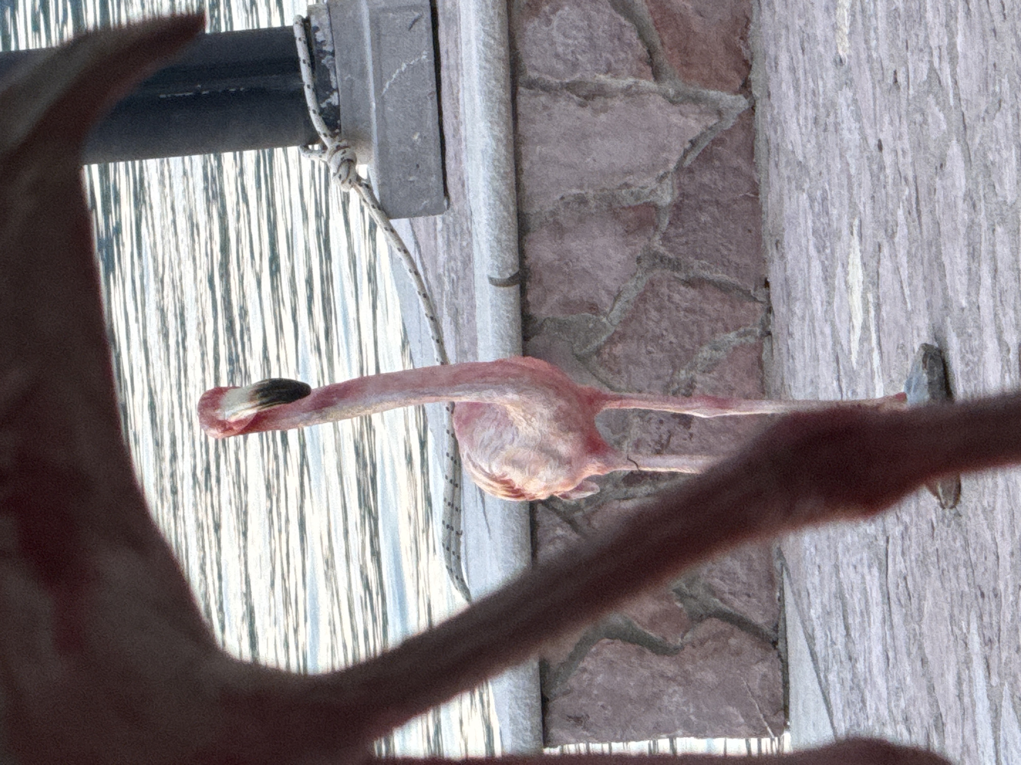 The image shows two pink flamingo decorations mounted on a stone-covered wall. Behind the flamingos is a view of water with sunlight reflecting off of the surface. Attached to the wall are pieces of hardware. Based on the location information, the image was taken in the city of Bogišići, Montenegro.