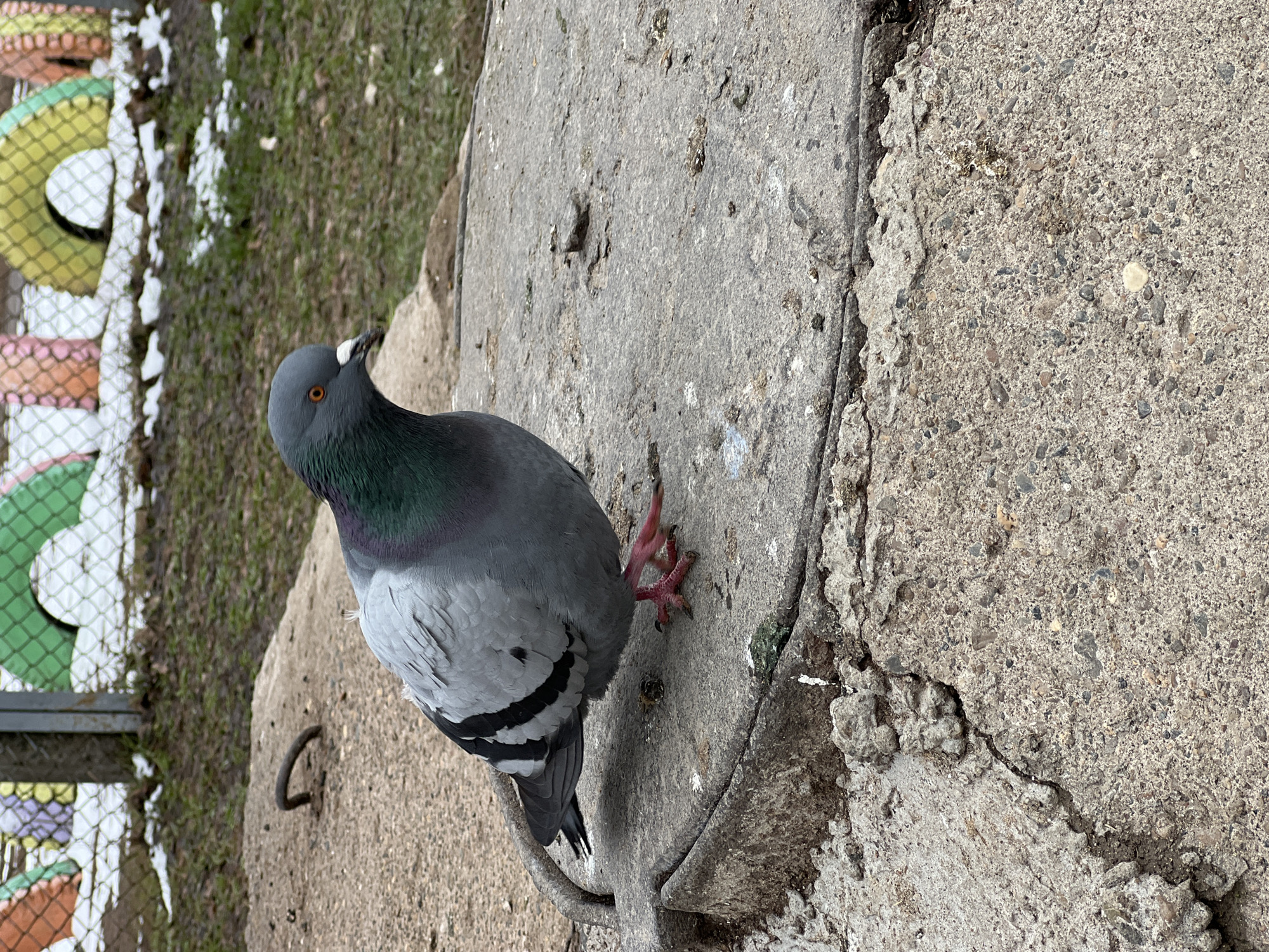 The image depicts a pigeon standing on a concrete surface, possibly a sidewalk or ledge. The bird has gray and black plumage with iridescent green and purple coloring on its neck. It has orange eyes and red feet. The concrete is weathered and cracked. There is some greenery and patches of snow visible in the background. There are also some brightly colored children's toys in the background near the fence. There are no other people or subjects. The location cannot be determined to be Noviy, Russia from this image alone.