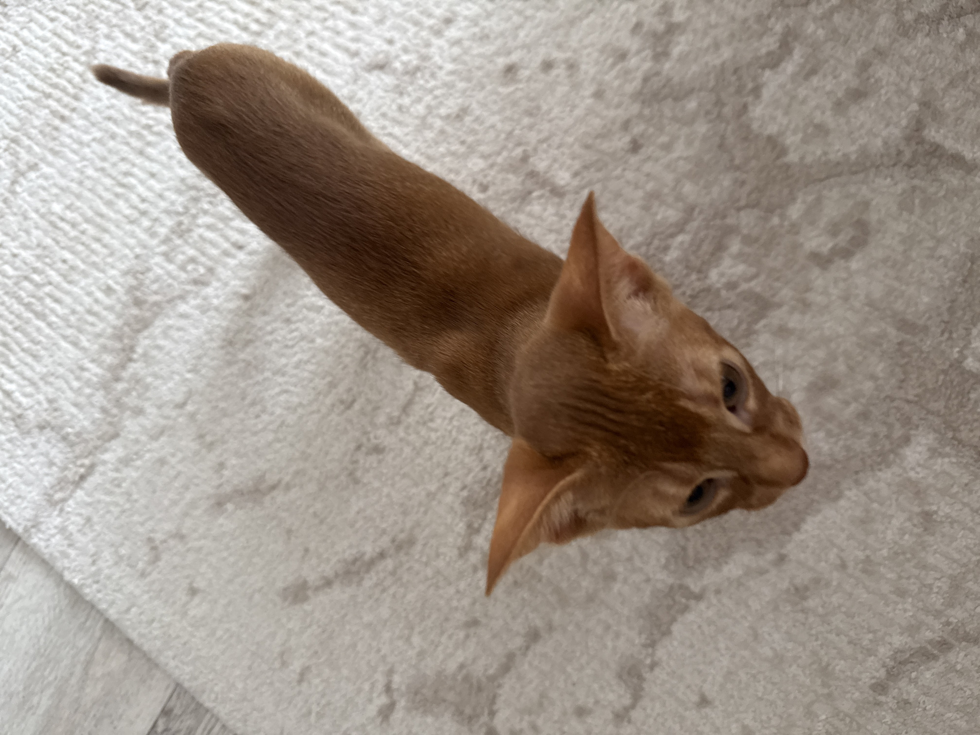 An overhead, eye-level shot shows a young Abyssinian cat with reddish-brown fur on a light-colored, textured rug. The cat is facing away from the camera, with its head turned to the left and its large ears pointed upward. Its body is elongated, with a slender tail that curves upward slightly. The rug has a soft, plush appearance, and a portion of a wooden floor is visible in the upper left corner of the frame. There are no people or other animals present. The scene is indoors, suggesting it is in a residential setting. The cat's fur color is consistent with the breed's typical coloration. The lighting is soft, casting subtle shadows on the rug. The image does not provide any information that would allow for localization to the city of Stary Oskol, Russia, or any specific geographical location.