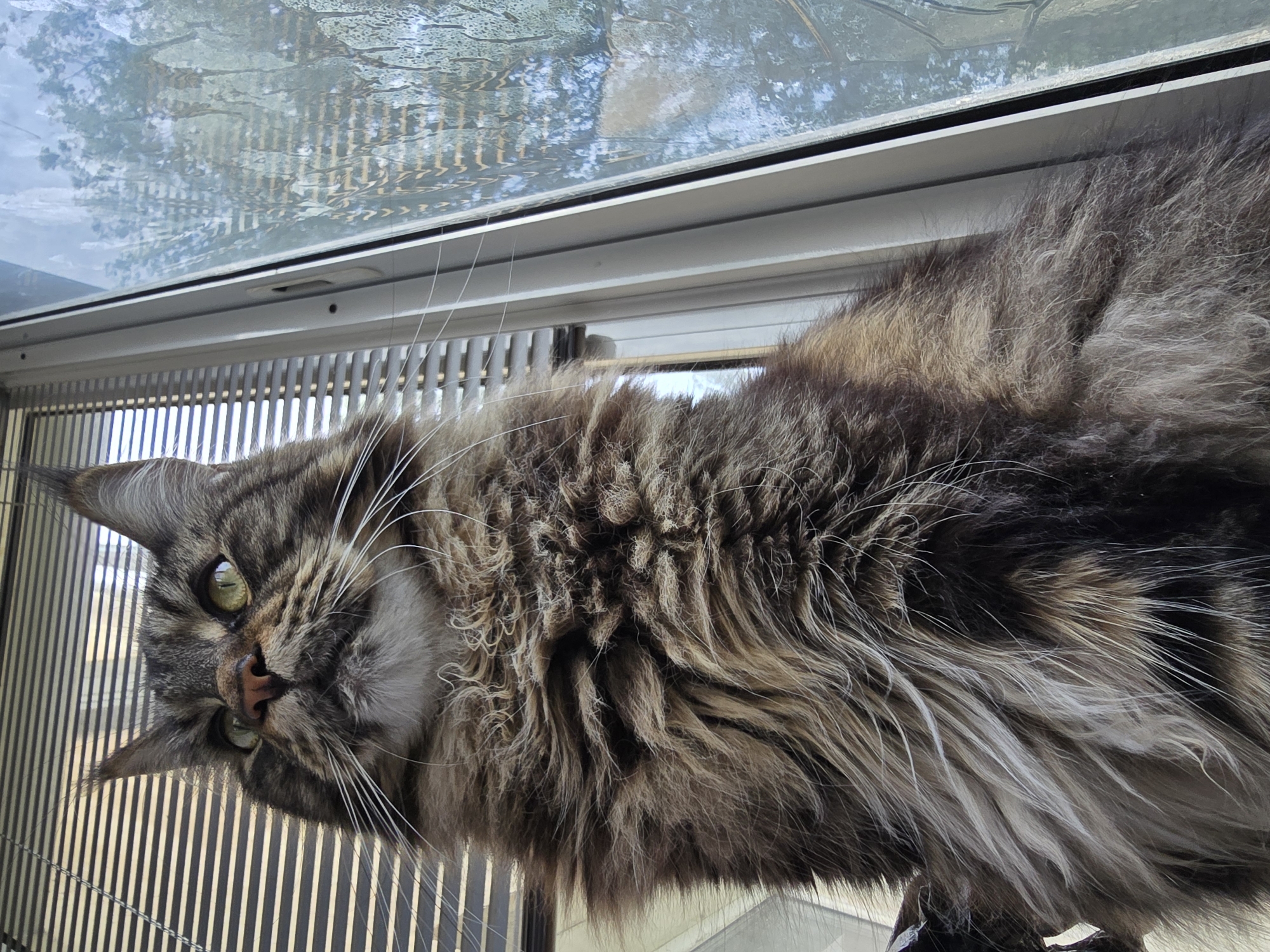 A low-angle, eye-level shot captures a Maine Coon cat from the chest up, sitting on a windowsill. The cat is looking upwards, its gaze directed away from the camera and towards the left. Its fur is a mix of brown, black, and grey, with distinctive tabby markings on its face and body. The cat's prominent whiskers extend outward, framing its face. Behind the cat, horizontal blinds are visible, partially obscuring a window. To the right of the cat and the blinds, a window pane reflects a blurry outdoor scene, possibly of trees and sky. The lighting is natural, coming from the window. The overall impression is one of a majestic cat in a domestic setting, poised and observant.