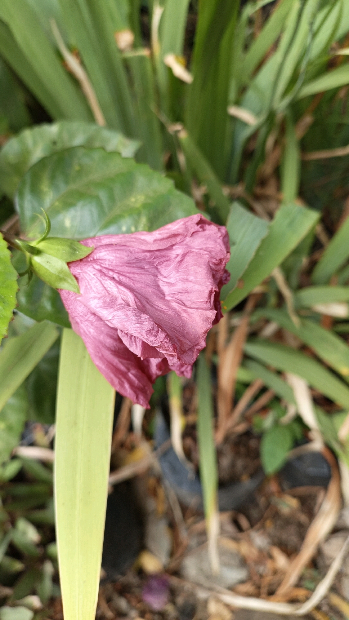 The image shows a close-up, vertical view of a wilting pink hibiscus flower in Cikal, Indonesia. The flower, predominantly pink with some hints of darker red, is in a state of decay, with its petals wrinkled and drooping. It is attached to a green stem and calyx, and a bright green leaf is prominently visible in the foreground to the left of the flower. Behind the flower, a dense cluster of long, green leaves forms the background, with some dried brown foliage and soil visible at the bottom. The overall setting appears to be an outdoor garden or natural environment, possibly in a residential area given the presence of what appear to be potted plants or discarded containers in the blurred background.