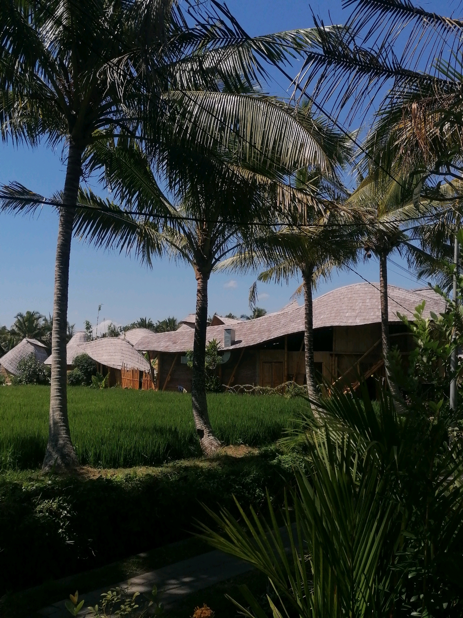 The image depicts a serene scene in Ubud District, Indonesia, featuring traditional Balinese architecture amidst lush greenery. In the foreground, two tall palm trees with their fronds partially obscuring the view stand prominently. Beyond them, a vibrant green rice paddy stretches out, characteristic of Ubud's landscape. In the mid-ground, several unique buildings with curved, thatched roofs are visible. These structures appear to be constructed from natural materials like wood and bamboo, with open walls allowing glimpses of the interior. The roofs are multi-layered and organic in shape, evoking a sense of harmony with nature. The sky above is a clear, bright blue, indicating a sunny day. The overall impression is one of tranquility and a strong connection to the natural environment, typical of rural Bali.