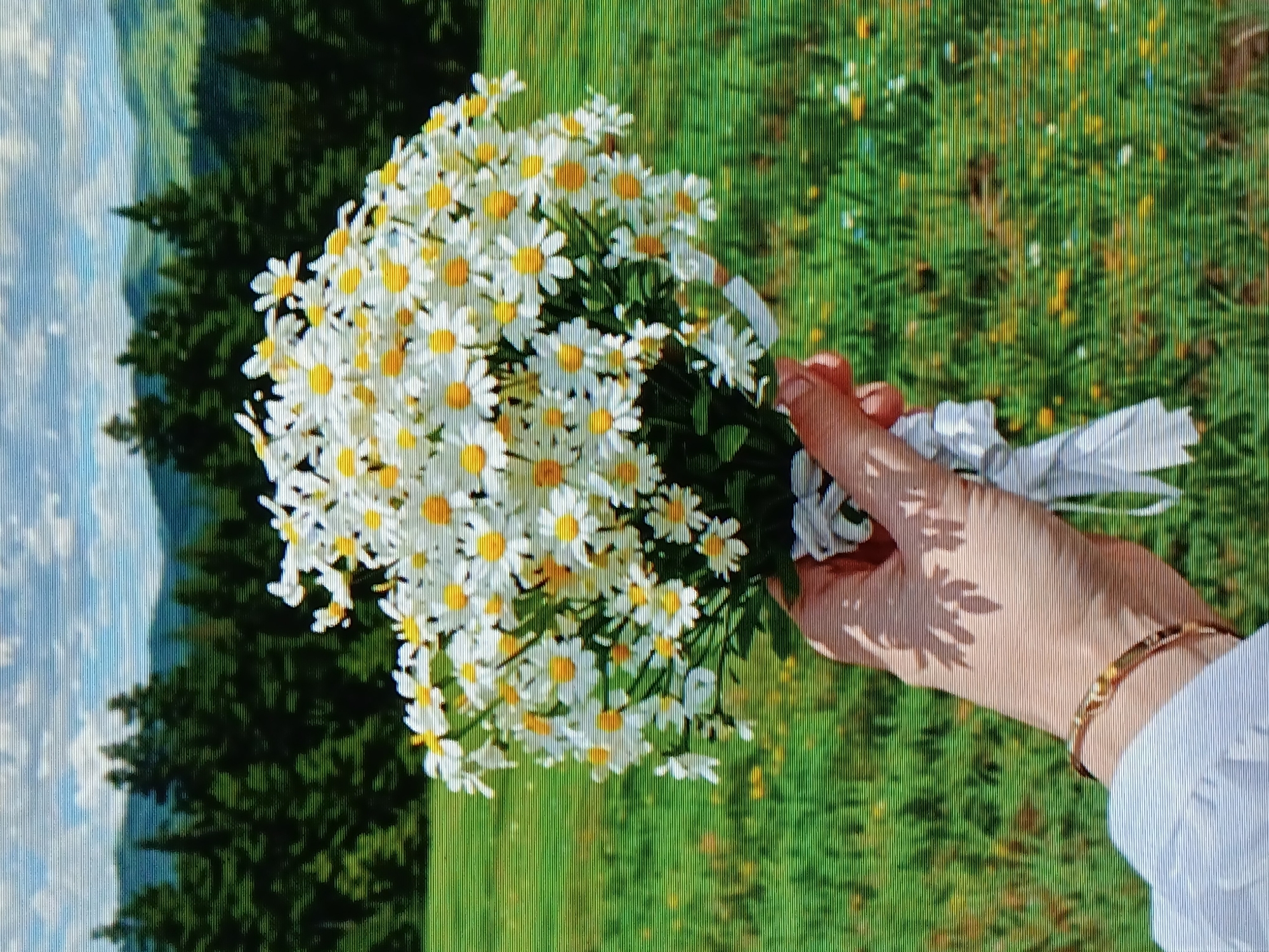 A hand holds a bouquet of white and yellow daisies, tied with a white ribbon, against a backdrop of a grassy field, trees, and a sky with clouds. The hand is light-skinned and adorned with a gold bracelet. The image does not reveal the location as Juan Griego, Venezuela.