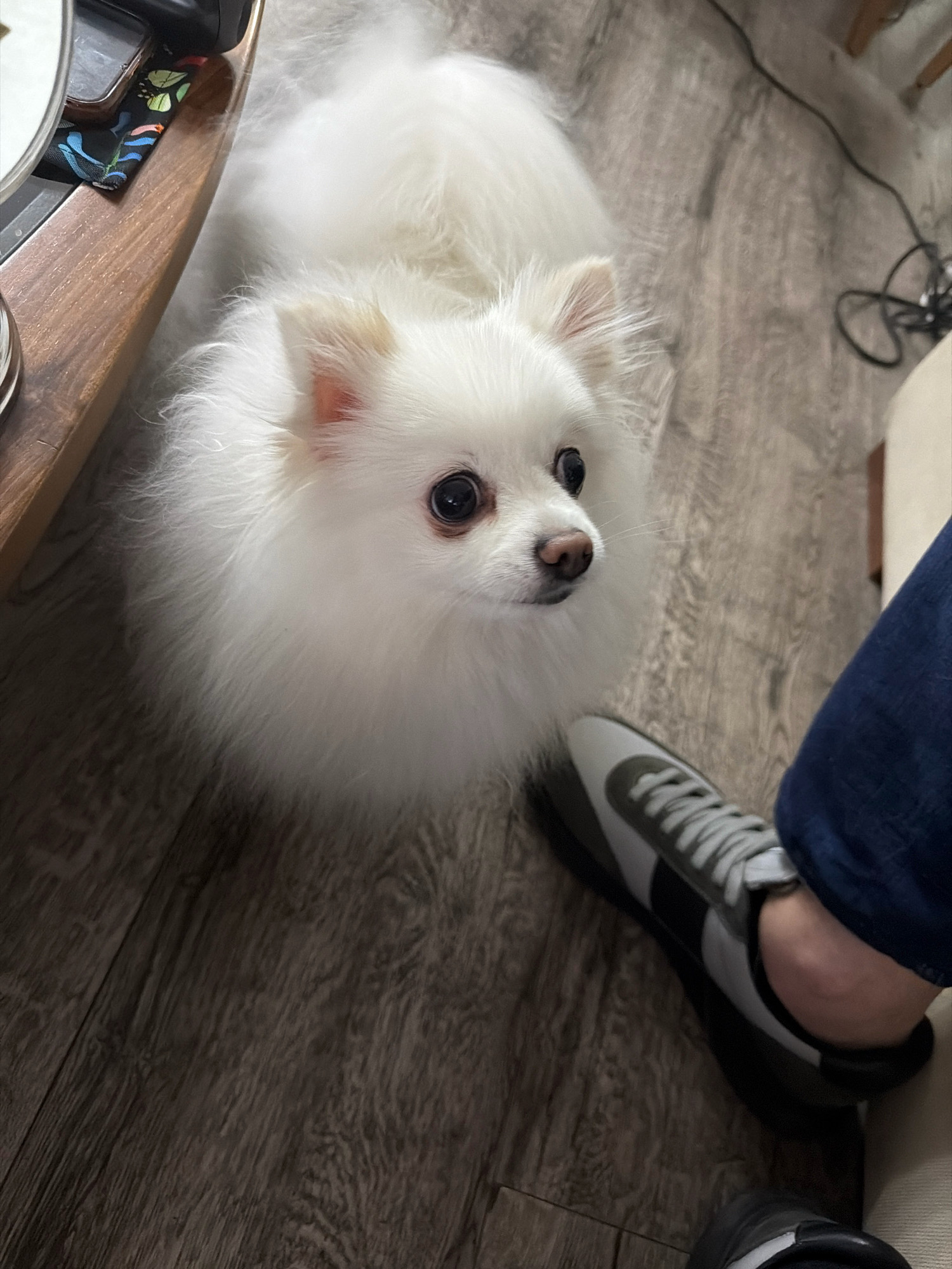 A white Pomeranian dog is lying on a wooden floor, looking upwards towards the camera. A person's leg and shoe are visible in the lower right portion of the frame. The dog has fluffy white fur and dark eyes. The shoe appears to be a sneaker with gray and white accents. The environment is an indoor setting.
