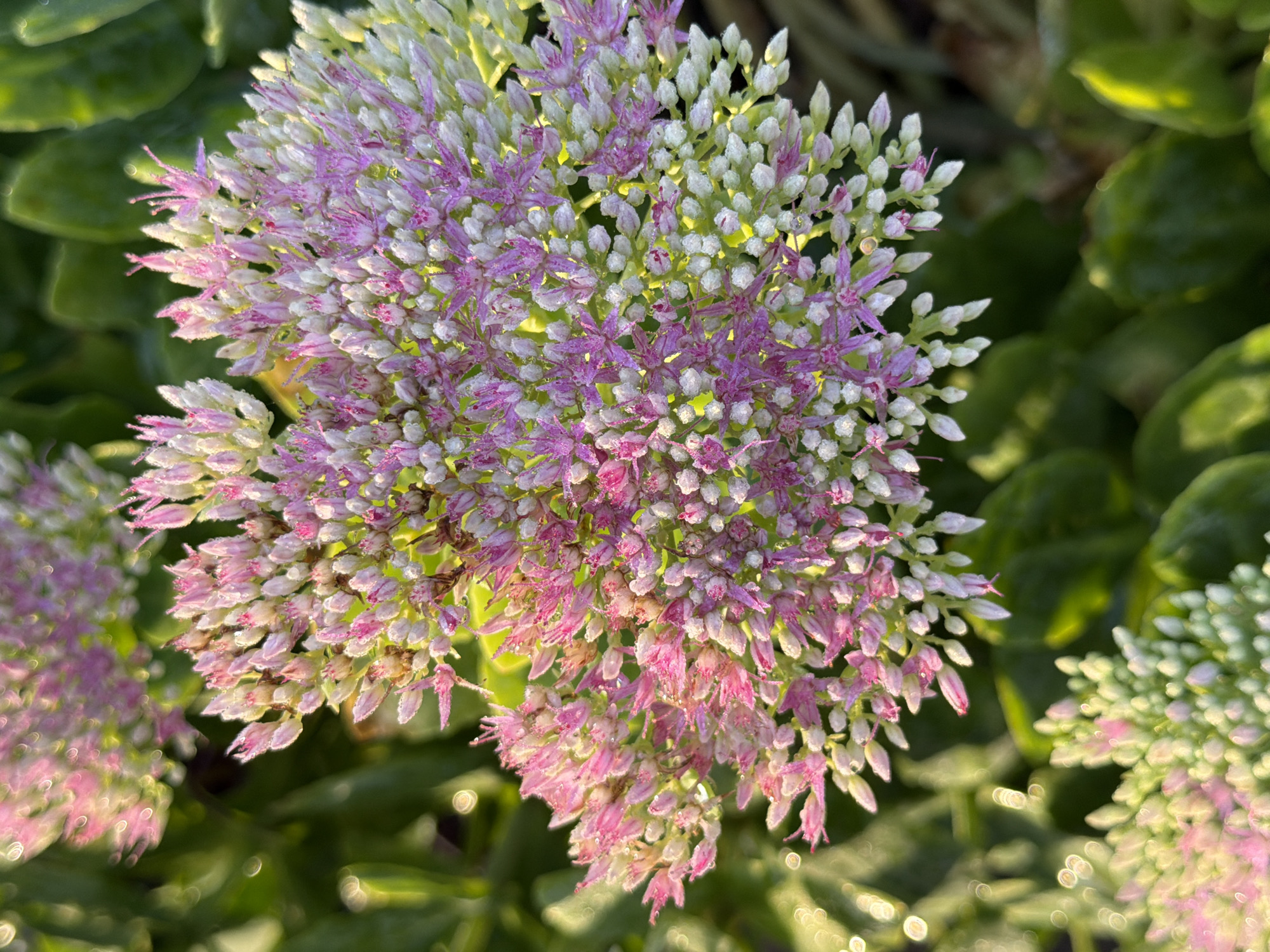 A close-up, eye-level shot captures a cluster of blooming Sedum flowers in Wellford, South Carolina, United States. The flowers, tightly packed and clustered, display a gradient of colors, transitioning from pale green and white buds to delicate pink and magenta blossoms. Tiny water droplets glisten on the petals, hinting at morning dew or recent rain, illuminated by soft, warm light that creates a gentle bokeh effect in the background. The surrounding foliage is a deep, lush green, providing a verdant backdrop that contrasts with the vibrant hues of the flowers. The image is devoid of any human presence or activity.