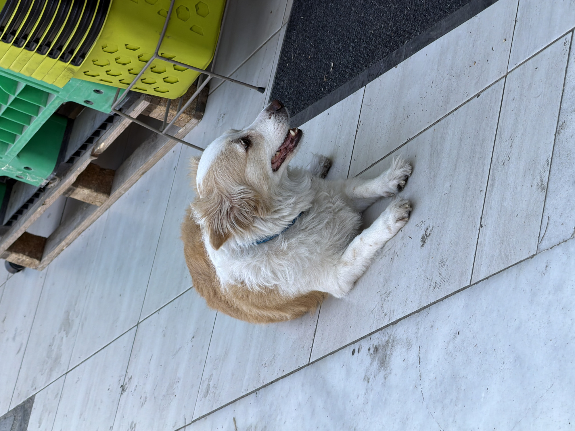 A medium-sized dog with tan and white fur is lying on a tiled floor. The dog is facing left with its mouth slightly open, revealing its teeth. A blue collar is visible around its neck. In the background, there are stacks of green and yellow plastic crates on a wooden pallet, and a dark mat is partially visible on the right side of the image. The scene appears to be outdoors, possibly in a commercial or storage area in Marmaris, Turkey.