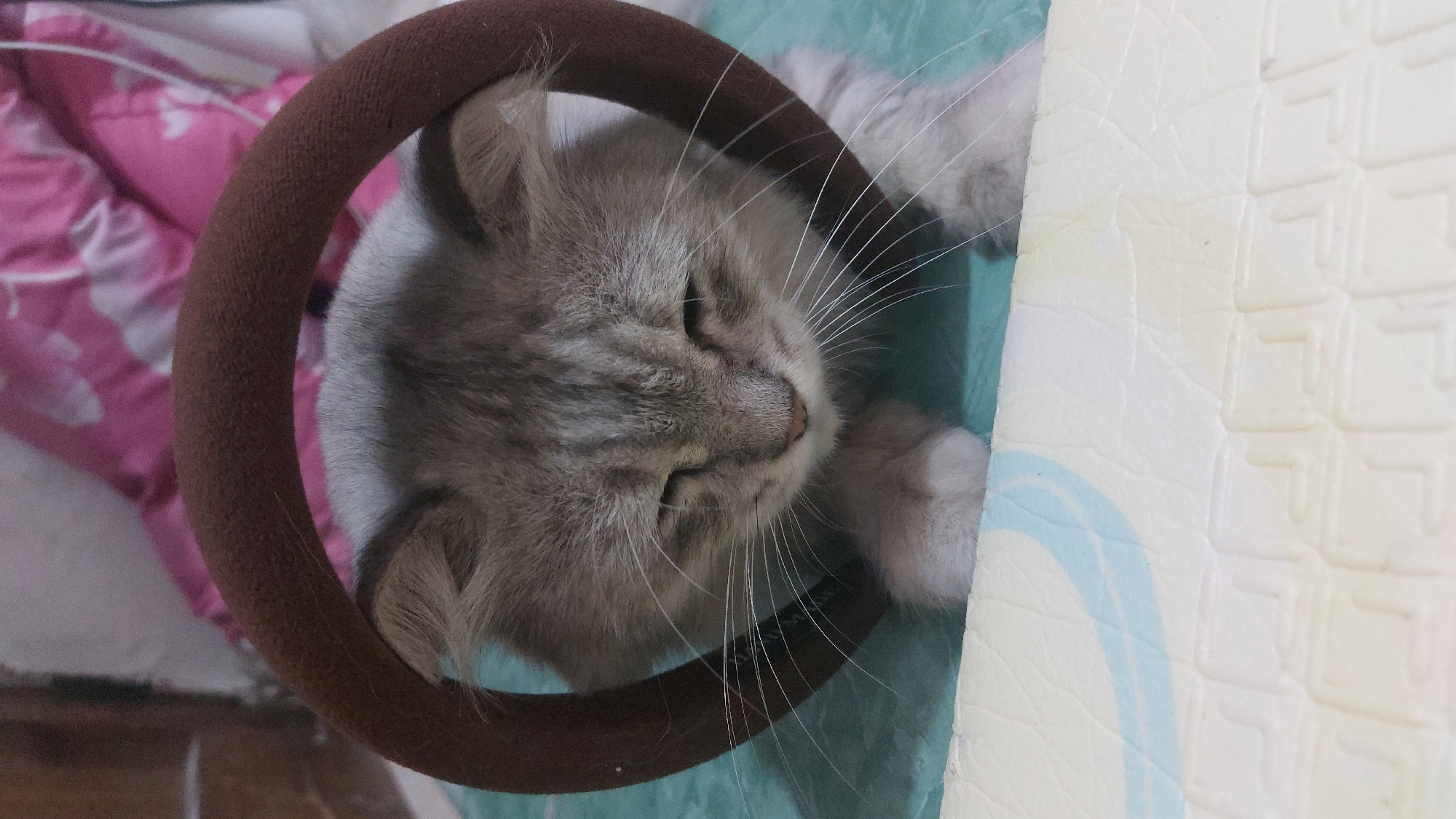 An extremely close-up, eye-level shot shows a light gray and white fluffy cat with green eyes peeking through a dark brown circular object. The cat's face is centered in the frame, with its eyes half-closed, suggesting it is either sleepy or has something in its eyes. Long white whiskers extend outwards from the cat's muzzle. The circular object appears to be made of fabric and has a textured surface. Behind the cat, a blurred pink blanket with a white heart pattern is visible, and to the left, a white surface with a light blue curved pattern is present. The cat's front paws are extended downwards. The environment appears to be indoors, possibly a domestic setting. There is no visible indication of the city of Jatirogo, Indonesia, in the image.