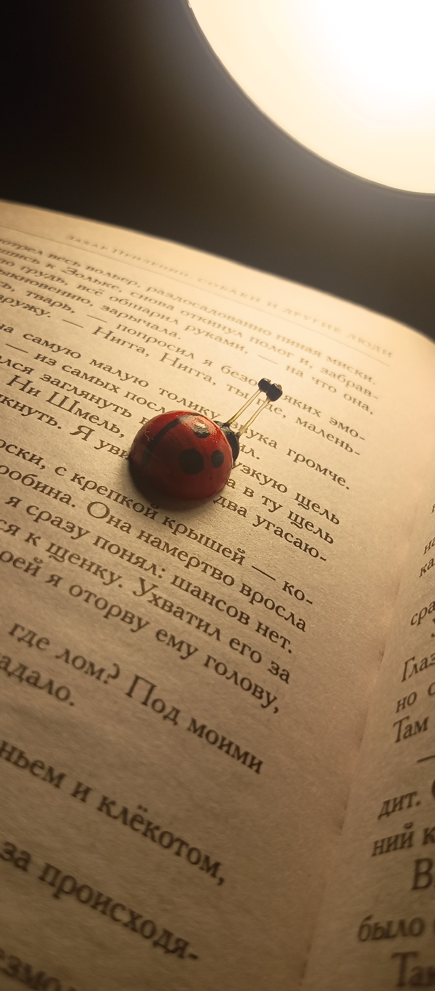 An open book lies illuminated by a warm, directional light source from the top right, casting soft shadows across its pages. Resting on the right-hand page is a small, decorative ladybug pin, characterized by its red body, black spots, and two delicate antennae. It appears to serve as a bookmark or a whimsical ornament, positioned amidst the lines of text.
The book's pages exhibit a warm, cream-colored hue, likely a result of both the paper's age and the ambient lighting. The text, printed in black, is clearly visible and in Russian. At the top of the left page, the discernible title reads "ЗАХАР ПРИЛЕПИН. СОБАКИ И ДРУГИЕ ЛЮДИ" (ZAKHAR PRILEPIN. DOGS AND OTHER PEOPLE), indicating the author and book title. Further down, narrative text includes phrases such as "я сразу понял: шансов нет." (I immediately understood: there are no chances.) and "я оторву ему голову" (I will tear off his head), hinting at a compelling or dramatic story within.
The scene suggests an intimate indoor setting, likely in the evening or at night, emphasizing a quiet moment of reading or reflection. The close-up, slightly overhead perspective focuses on the book and the ladybug, creating a cozy and contemplative atmosphere. No individuals are visible, and external weather conditions are not discernible.