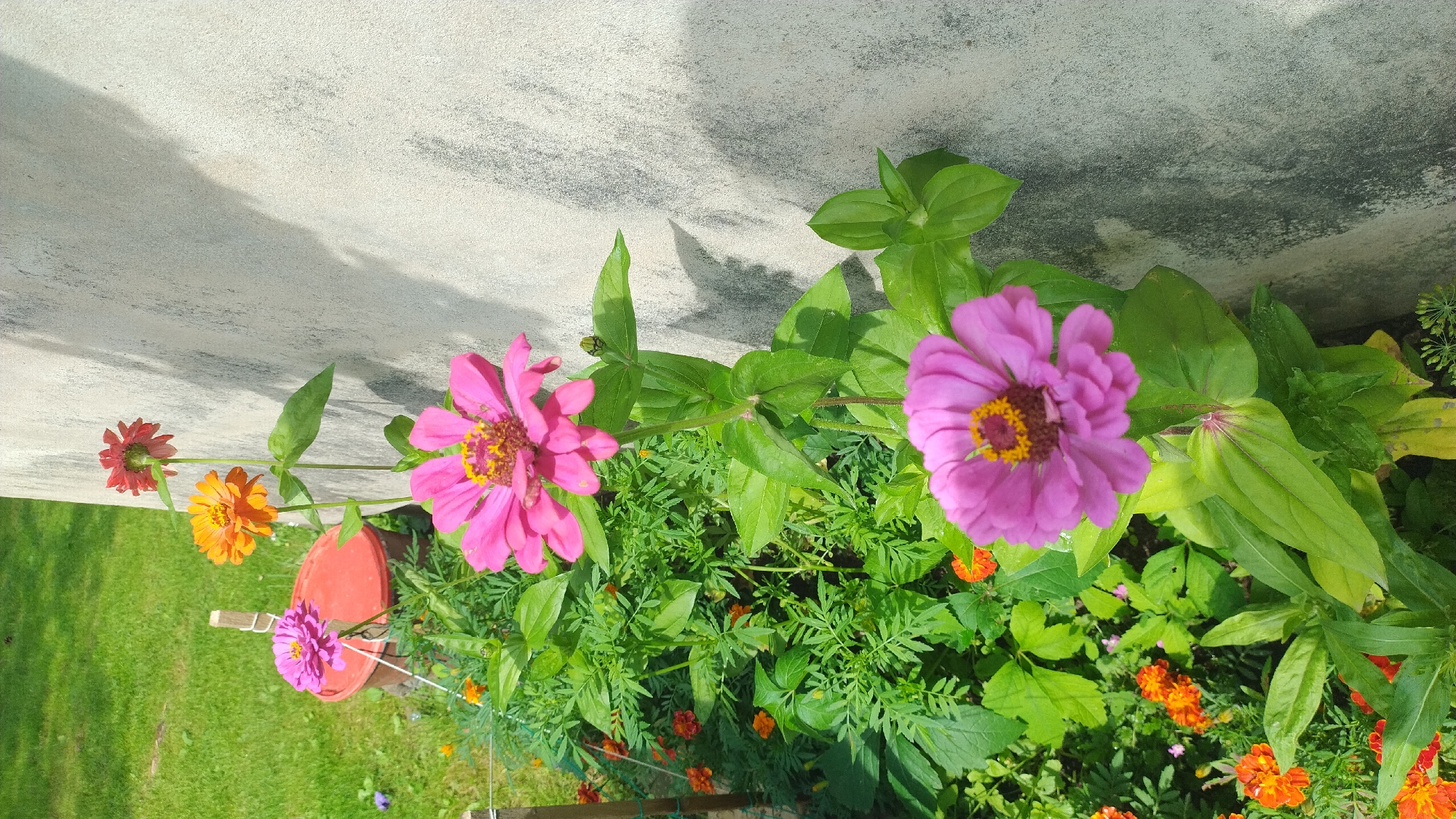 The image shows a flower bed with several zinnias in various colors, including pink, orange, and red, growing next to a textured concrete wall. Green grass and foliage are visible in the background. A red container with a lid is partially visible on the left side of the image. The lighting suggests it is daytime, possibly sunny, with shadows cast on the wall by the flowers. There are no people or animals present in the image. The location is unknown, Latvia.
