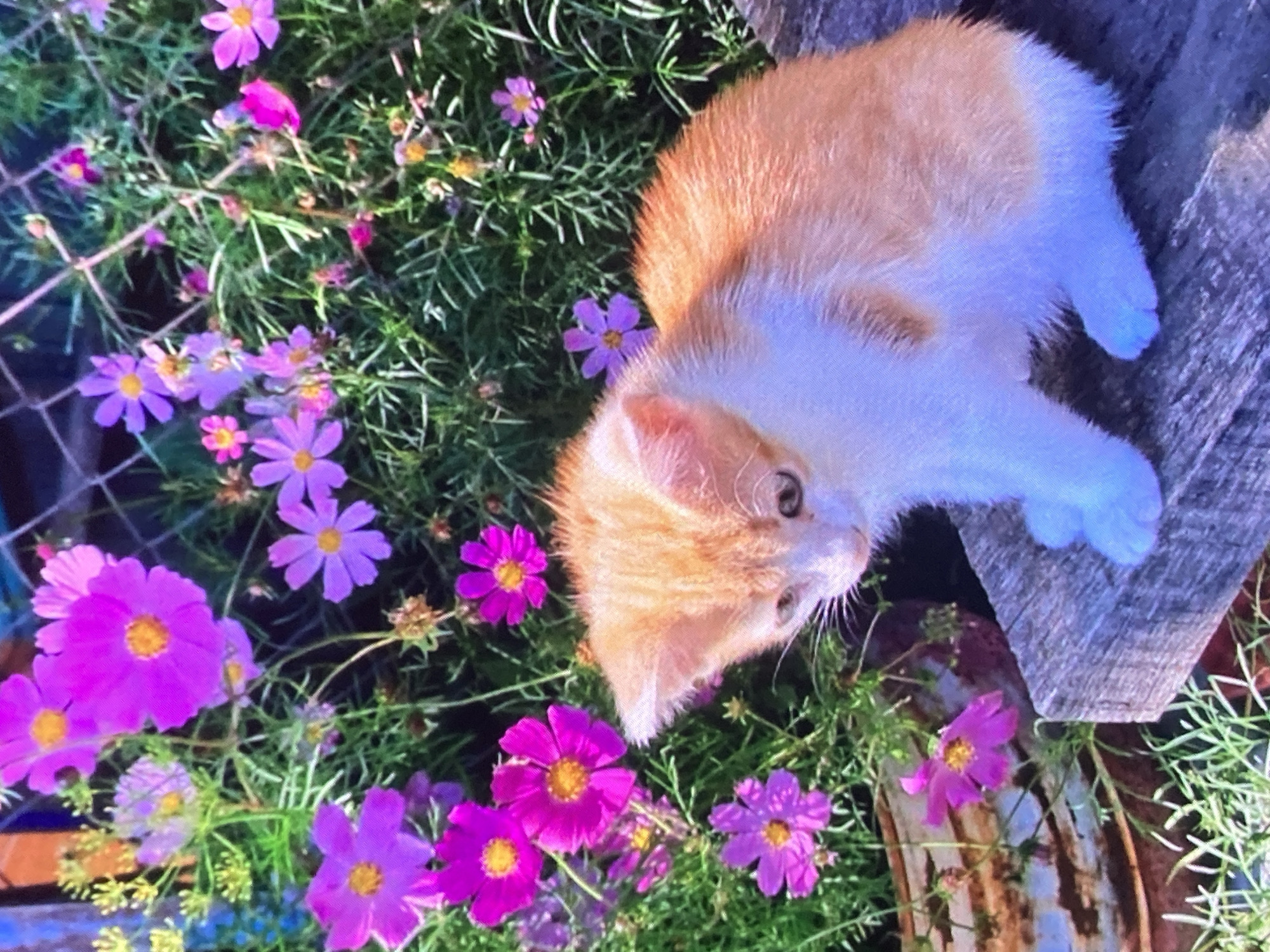 The image shows a ginger and white kitten sitting on a weathered wooden surface in a garden. The kitten is looking down and to the left. Behind the kitten, there are many pink and purple cosmos flowers and green foliage. To the left of the kitten, a rusted metal planter is visible, also containing flowers and greenery. The scene appears to be outdoors on a sunny day. The image does not contain any information or visual cues that would allow for a determination of its location in the city of Ustyvytsia, Ukraine, or any other specific geographical location.