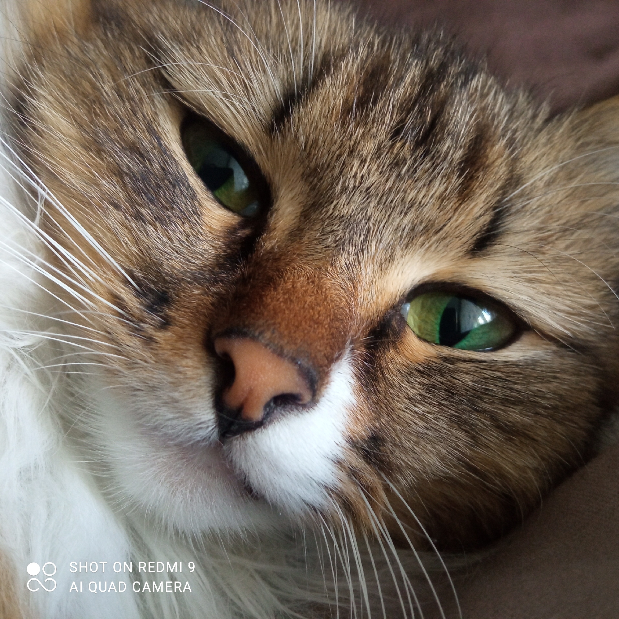 Close-up portrait of a cat with green eyes, brown and white fur, and long white whiskers. The background is a blurred, indistinct brown surface. The text "SHOT ON REDMI 9 AI QUAD CAMERA" is visible in the lower-left corner. The location is not identifiable from the image. No people are present. The subject is a cat. No specific actions or interactions are depicted.