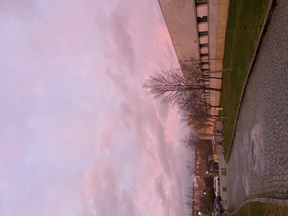 The image captures an outdoor scene at what appears to be either sunset or sunrise, dominated by a striking pink and purple sky. The sky fills a significant portion of the frame, displaying various shades of rosy pink, soft lavender, and hints of light blue, with long, streaky clouds.
On the left side of the image, there is a long, light-colored building, possibly made of concrete or stucco, with a flat roofline. It features multiple horizontal rows of windows, which have dark frames and appear somewhat reflective, showing a faint pinkish tint from the sky.
In front of the building, a line of deciduous trees stands with bare, intricate branches, their dark silhouettes contrasting against the vibrant sky. These trees extend into the distance, suggesting a park-like or street-side setting.
Separating the trees and building from the foreground, there's a strip of well-maintained green grass. Adjacent to the grass is a path or sidewalk made of small, irregularly shaped cobblestones or pavers. The surface of this paved area appears somewhat wet, reflecting a subtle sheen, which might indicate recent rain or dew. The path curves gently towards the right side of the frame as it recedes into the background.
Further into the background, beyond the initial line of trees, more buildings are visible, as well as additional trees and several parked cars along what looks like a street or parking lot. A few streetlights are also discernible further down the road. In the mid-ground, near the paved path, there are a couple of square, utilitarian bins, possibly for trash or recycling, made of a light-colored metal.
The overall mood of the image is calm and serene, with the dramatic sky being the focal point, suggesting a tranquil moment at the beginning or end of the day. There are no people visible in the scene.