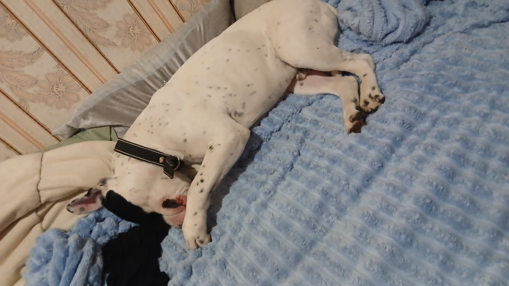 The image shows a white dog with black spots and a black collar lying on a light blue textured blanket. The dog's head is positioned on a cream-colored pillow, and the background includes a wall with a floral pattern. The location appears to be indoors.