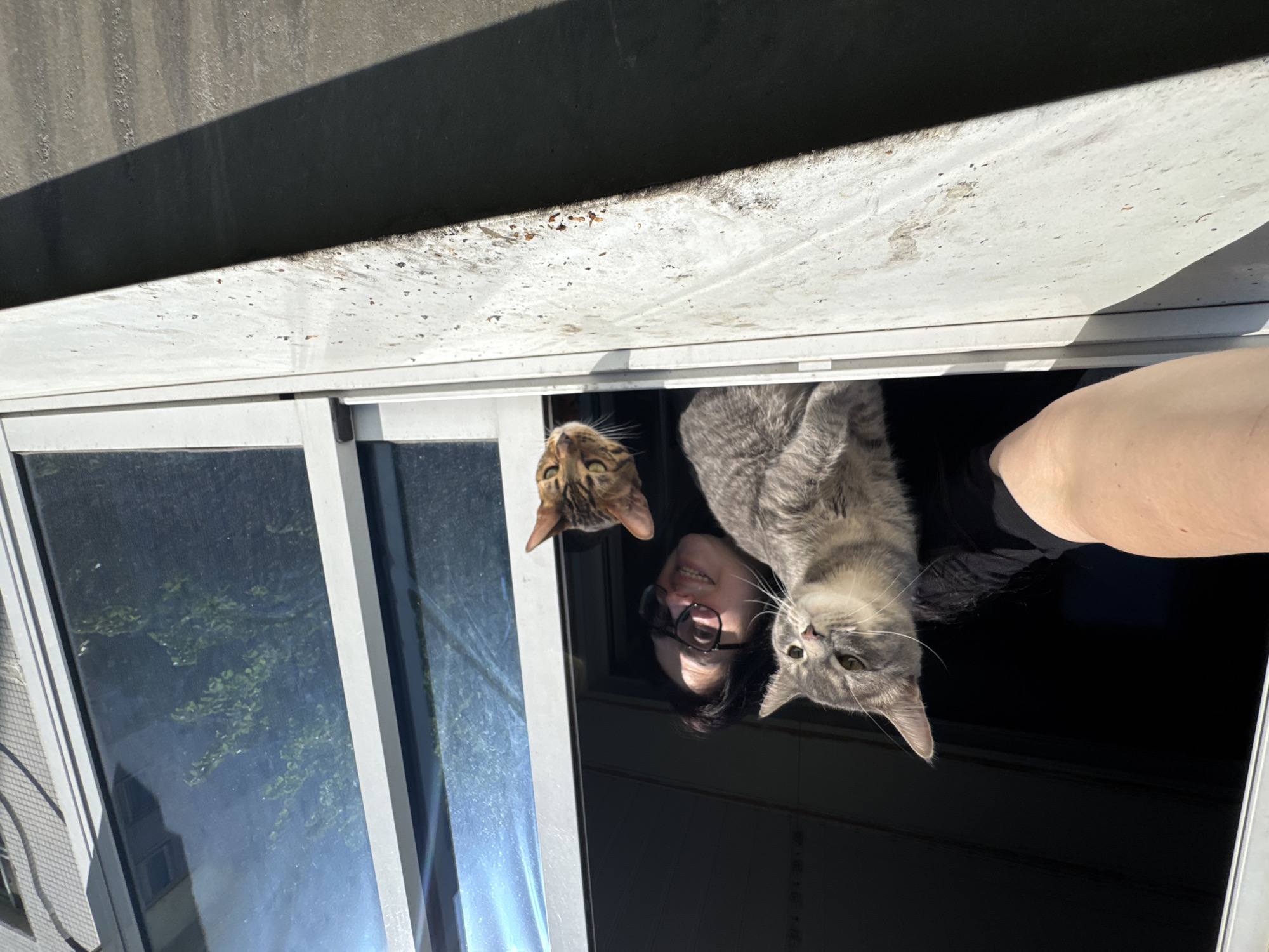A human wearing glasses and two cats are looking at the viewer. The cats are light brown and grey, the human has black hair and is wearing a black shirt. The subjects are inside a building and near a window with trees reflected in the glass. The location is an urban area, but the city is unknown.