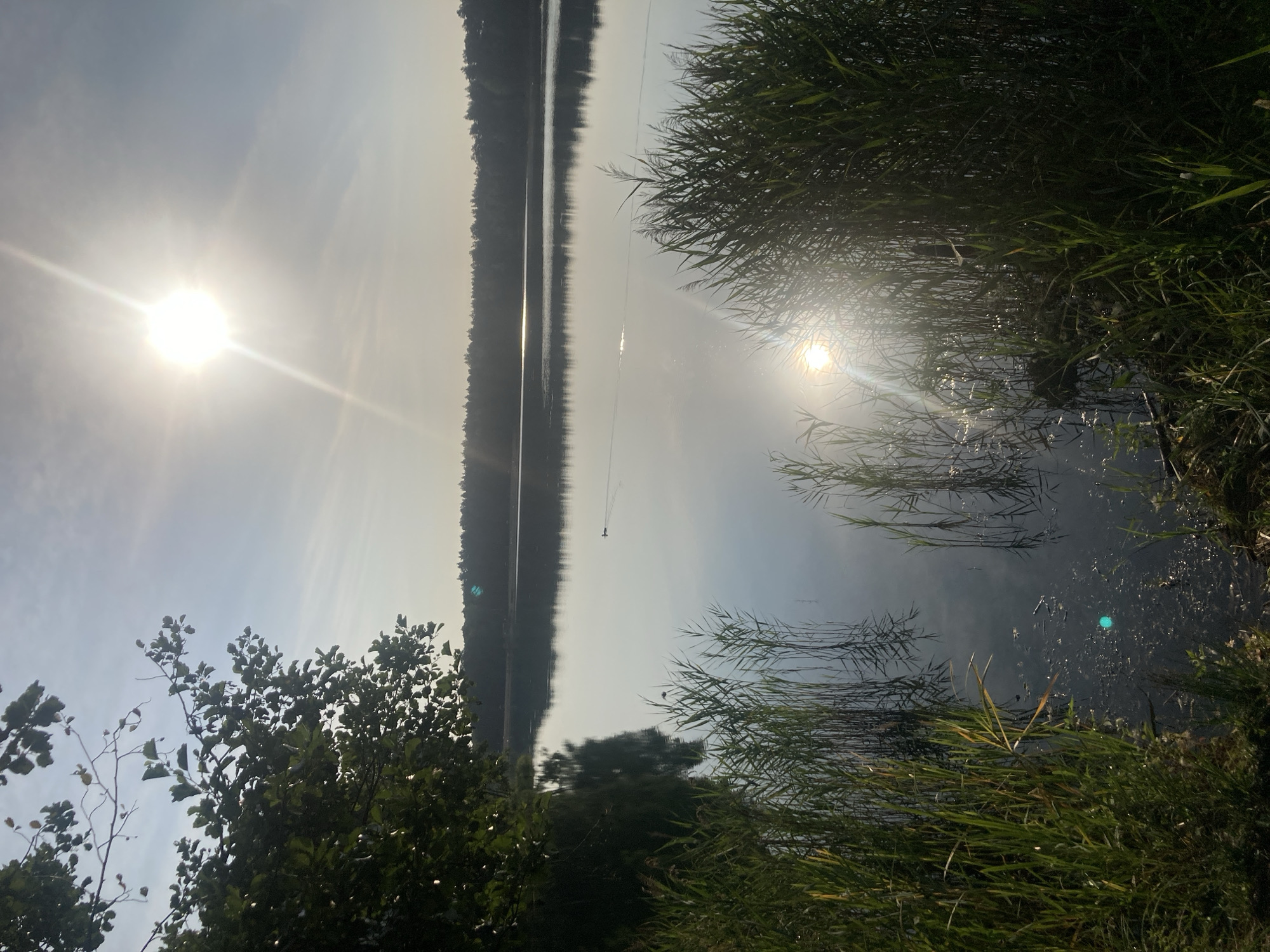 The image depicts a tranquil lake scene, likely in or near Яглевіцкі сельскі Савет, Belarus, under a bright, sunlit sky. The sun is prominently positioned in the upper right quadrant, casting a strong glare and lens flare across the image. The lake's surface is calm and reflective, mirroring the sky and a distant, tree-lined horizon. In the mid-ground, a single dark bird, possibly a duck, is visible on the water, leaving a faint wake. The foreground is dominated by lush green reeds and tall grass growing along the water's edge, with some vegetation also appearing on the left side of the frame, framing the view. The overall atmosphere is serene and natural, suggesting an early morning or late afternoon setting.