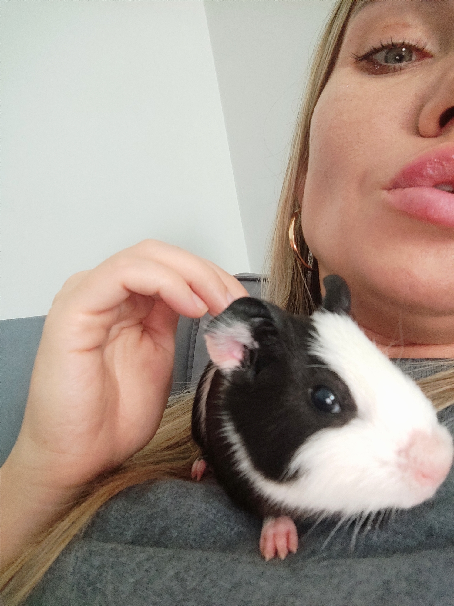 A close-up, slightly low-angle photograph captures an interaction between an individual and a guinea pig within an interior setting in Votkinsk, Russia. The upper right quadrant of the image displays the right portion of an adult female's face, including a light blue/green eye, part of the nose, and full, glossy pink lips that are slightly parted. Long, blonde hair is visible, falling over her right shoulder. A gold hoop earring is present on her right ear. Her right hand is positioned near the guinea pig's head, with fingers gently touching its ear or upper cranium. The individual is wearing a grey, textured garment on her shoulder and chest.
A bicolored guinea pig, predominantly black with significant white markings on its face, chest, and a lateral stripe, is resting on the person's shoulder/chest. It features dark, reflective eyes, a small pink nose, and visible pink forelegs with defined digits. The background consists of a plain, light-colored wall, with a visible corner suggesting an indoor room.
