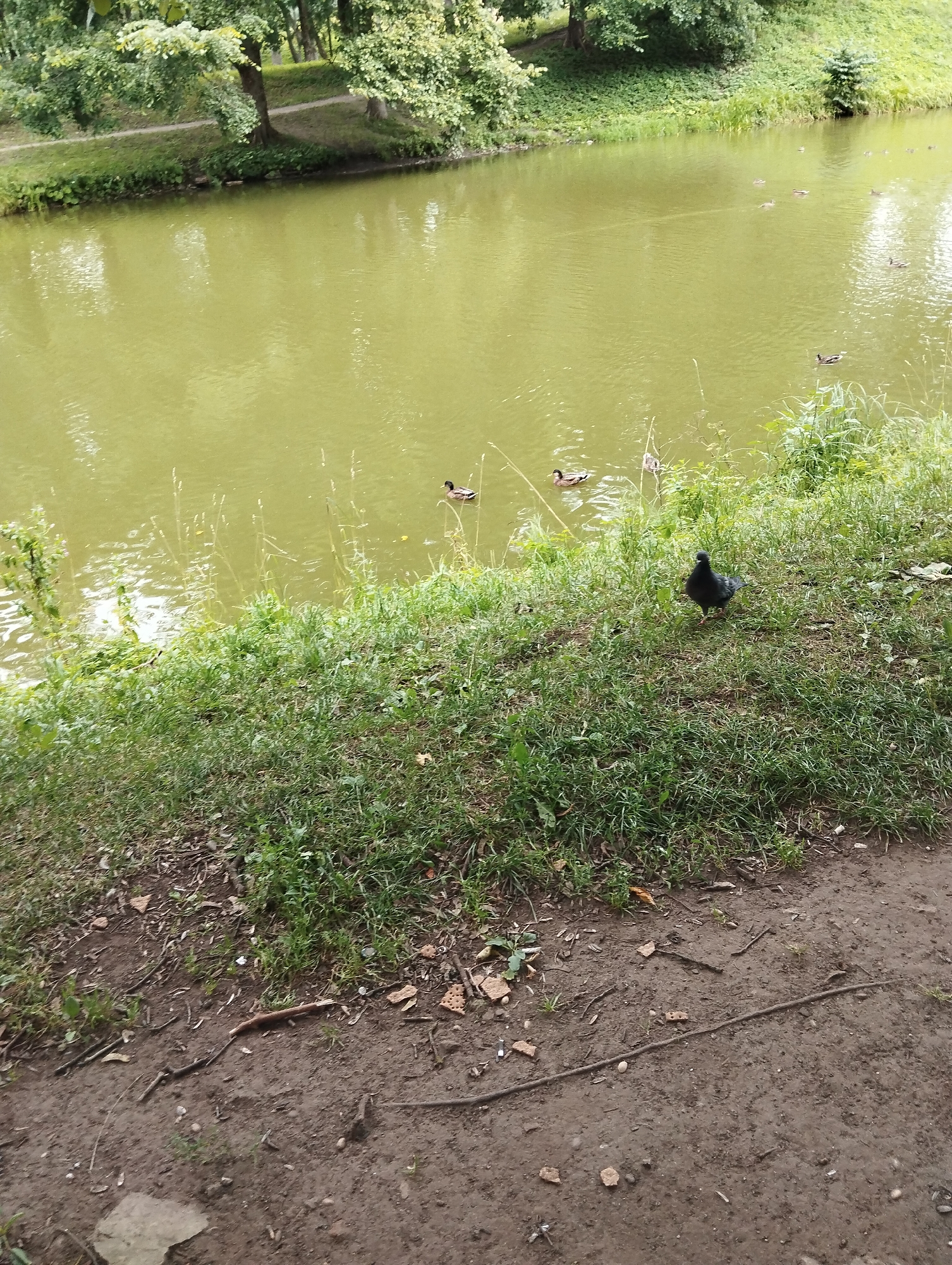 In Kingisepp, Russia, a pigeon stands on a grassy bank beside a murky green body of water. Several ducks are visible swimming in the water, with trees and foliage forming the background. The ground in the foreground is a mix of dirt and fallen leaves.