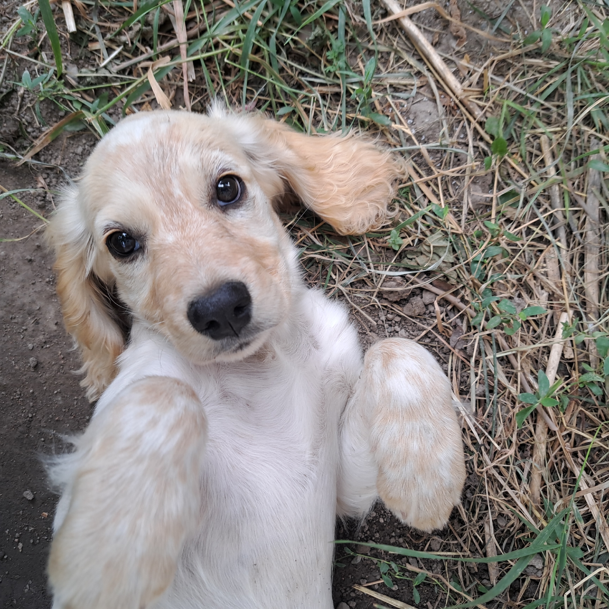 A light-colored puppy is lying on its back on the ground, surrounded by dry grass and dirt. The puppy's paws are visible in the air, and its face is looking up towards the camera. The puppy's eyes are dark and appear to be reflecting light. The background consists of dark soil with some small pebbles and patches of green grass. The overall setting appears to be an outdoor environment, possibly a yard or park. There is no information in the image that indicates the location is in Іргелі ауылдық округі, Kazakhstan.