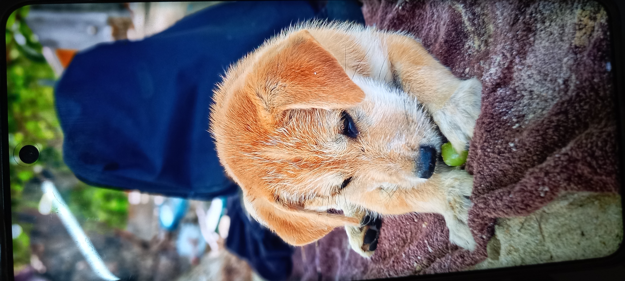 A small, light-brown puppy is curled up on a brown towel. The puppy has a grape held in its paws. The photo appears to be taken outdoors, as indicated by blurry outdoor scenery. The photograph shows the puppy wrapped in blankets and appears to be in Baan Chaloklum, Thailand.