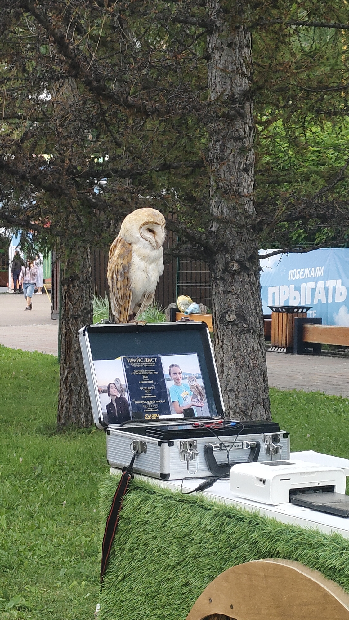 A barn owl, with pale golden plumage and a distinctive heart-shaped facial disc, perches atop an open silver briefcase. The briefcase displays two photographs: one of a young girl with dark hair and a brown jacket holding a bird, and another of a girl with blonde hair wearing a blue t-shirt, also holding a bird. Text, appearing to be a price list, is visible on the briefcase, written in Russian. The owl is positioned in front of two mature trees with dark bark and dense, needle-like foliage. In the background, a blue banner with large white Russian text, partially obscured, is visible. To the right of the owl and briefcase, a white printer and some cables are set up on a green, artificial turf-covered surface. Further in the background, out-of-focus, are park benches, a trash receptacle, and people walking. The scene is outdoors, suggesting a park or public area in the city of Krasnoyarsk, Russia, possibly an exhibit or attraction.