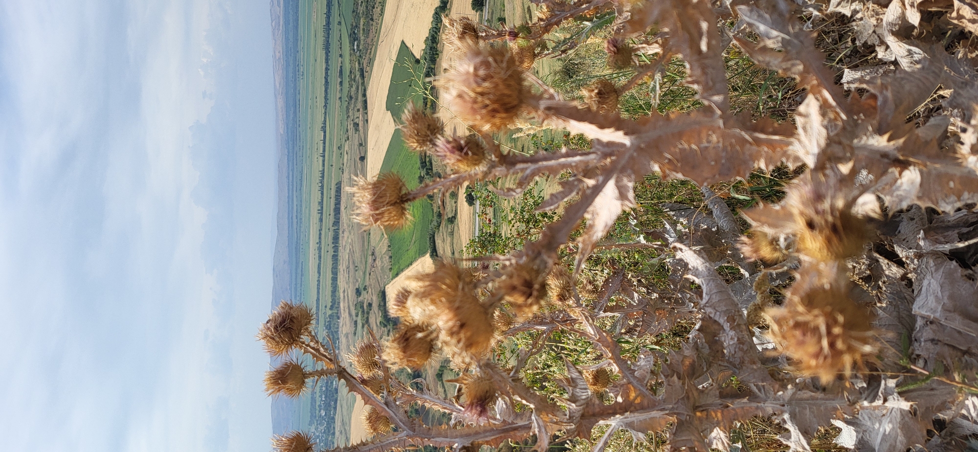 The image is a vertical, slightly tilted photograph taken outdoors, focusing on dried thistle plants in the foreground with a landscape in the background. The thistles are a light brown color, with spiky leaves and seed heads, some appearing fluffy. They are positioned in the lower half and center of the frame, creating a blurred bokeh effect.
Behind the thistles, a vast expanse of agricultural fields stretches into the distance. There are patches of golden-yellow fields, likely ripe grain, interspersed with vibrant green fields. A thin, dark line, possibly a road or a track, winds through the fields. Further in the distance, rolling hills are visible, with a hazy, muted green and brown topography. The sky is partly cloudy, with patches of blue and white clouds, suggesting daylight.
The overall impression is one of a rural landscape under a bright sky, with the dried thistles framing the view. There are no people or animals visible in the image. The scene depicts a natural environment with agricultural activity. The location is identified as the city of Сырымбет, Kazakhstan.