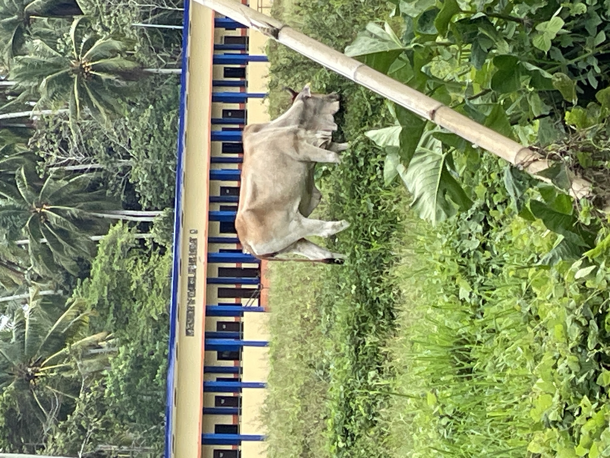 A cow stands on a grassy verge adjacent to a two-story building. The building has a beige exterior with repeating blue window frames. Palm trees are visible behind the building, suggesting a tropical environment. A bamboo pole is positioned diagonally across the scene in the foreground, with thick foliage and vegetation filling the right side of the frame. This image appears to be taken in Hijo, Philippines.