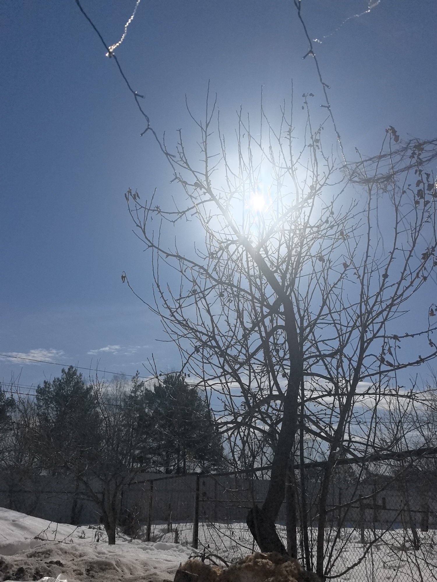 The image depicts an outdoor winter scene in Noviy, Russia, under a clear blue sky with scattered white clouds. The sun, positioned in the upper right quadrant, is intensely bright, generating significant lens flare. A string of decorative lights, possibly coated in ice or dew, hangs diagonally across the upper portion of the frame, reflecting sunlight. The immediate foreground consists of dirty, patchy snow and dark ground material. A prominent bare deciduous tree with intricate branch patterns is silhouetted against the bright sky in the mid-right. Additional bare deciduous trees and a dense line of dark evergreen trees are visible further back. A chain-link fence runs horizontally across the mid-ground, separating snow-covered terrain. Faint utility lines are discernible in the upper left. A dark, undefined structure or wall is present in the distant background. No human or animal subjects are depicted.